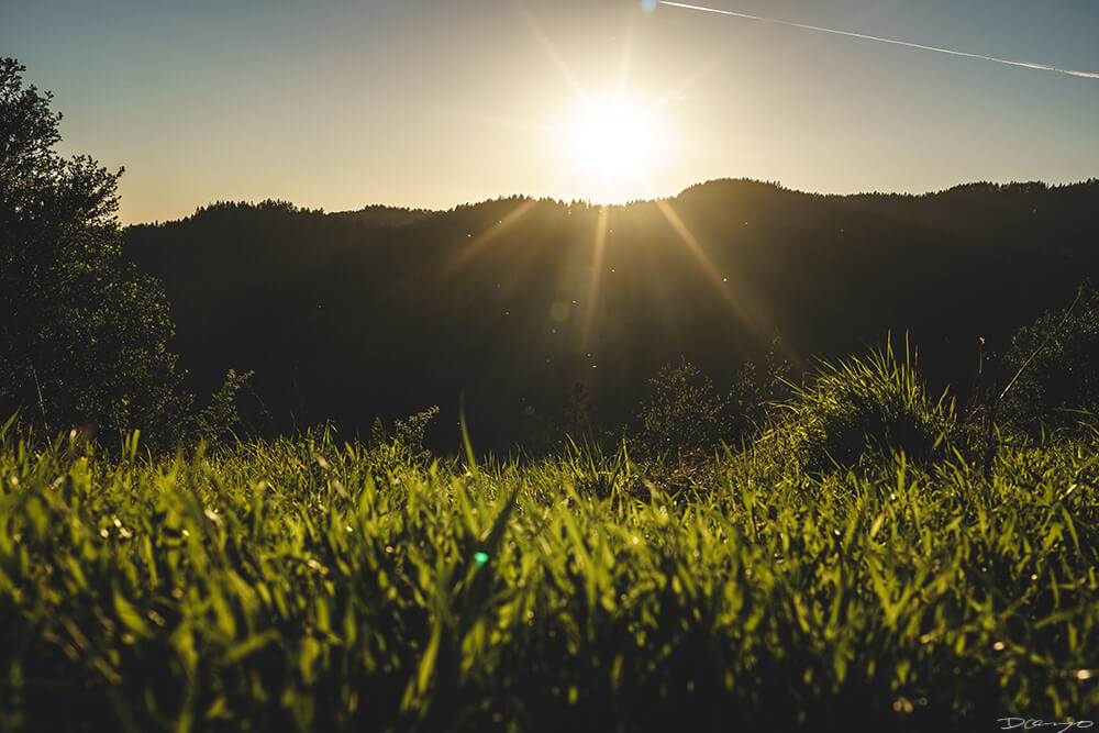 Golden Sun through Grass with Flying Bugs, CA