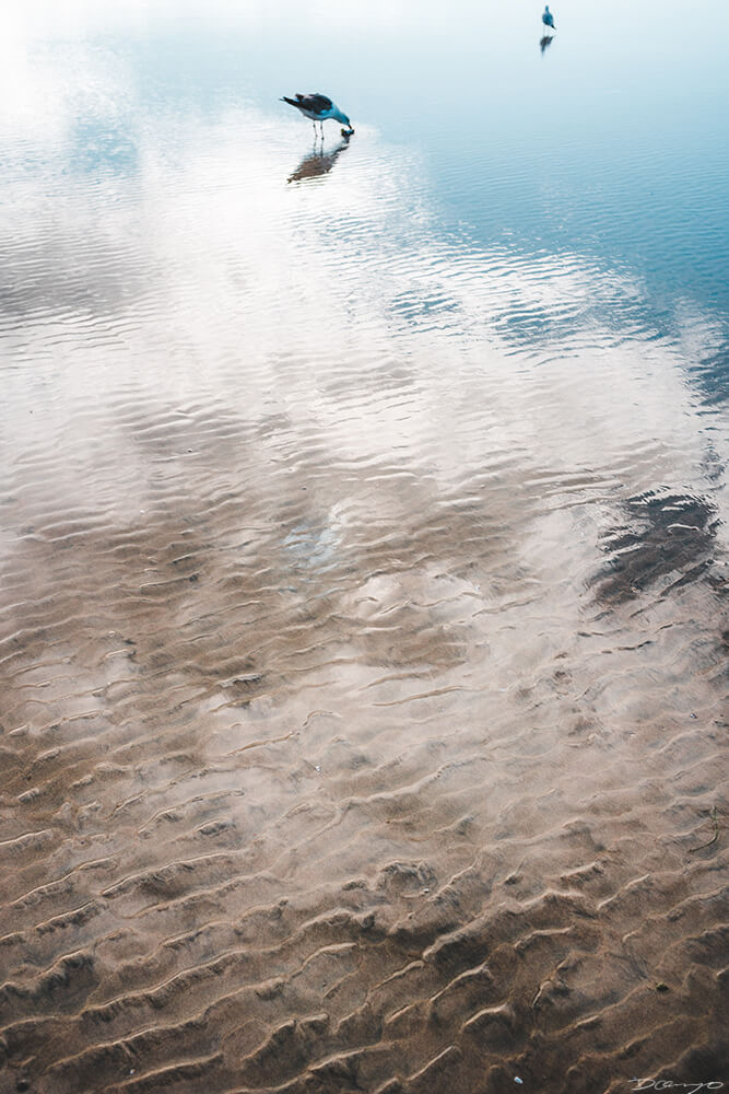 A seagull on La Jolla beach with reflections on the sand covered in shallow water, CA