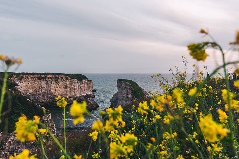 Davenport Shark Fin Cove with bright yellow Mustard Flowers, CA