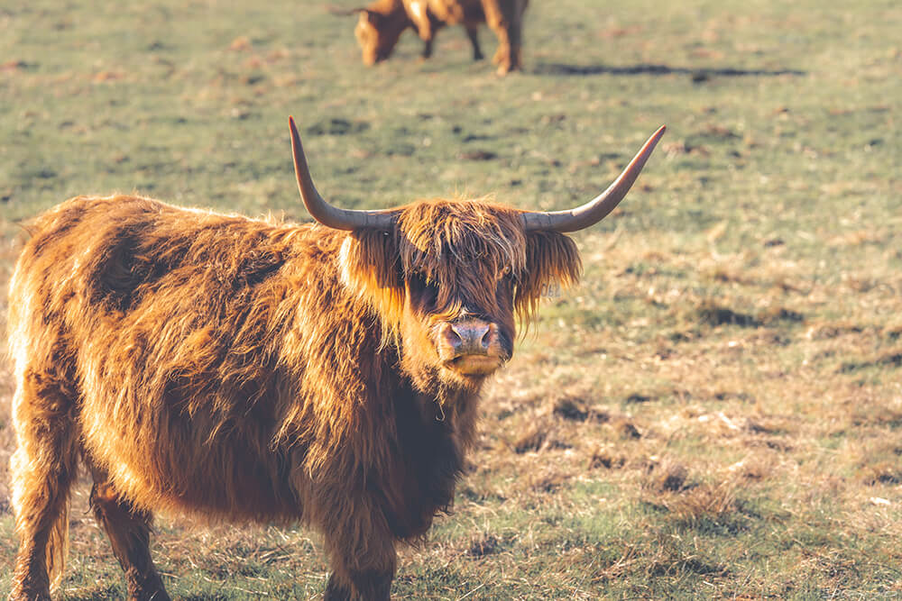 A shaggy highland cow with horns in Point Reyes, CA