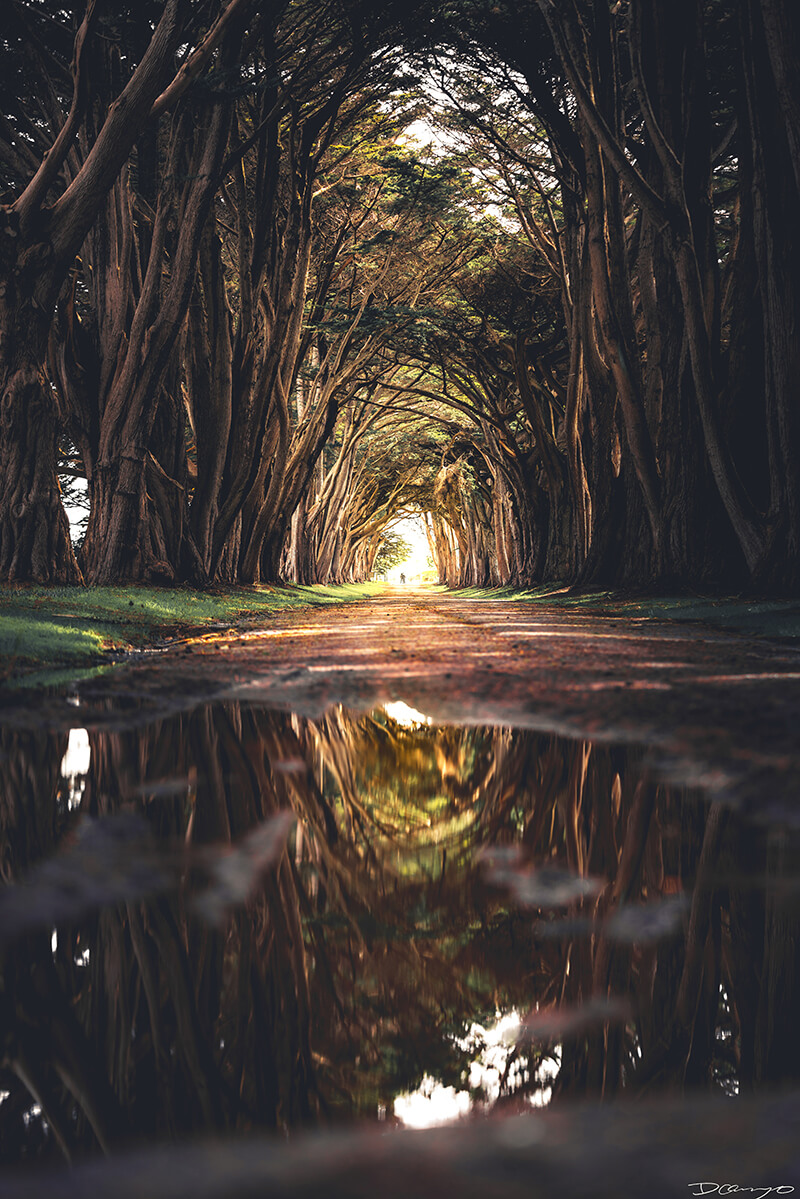 Point Reyes Cypress Tree Tunnel with water reflection in Point Reyes, CA