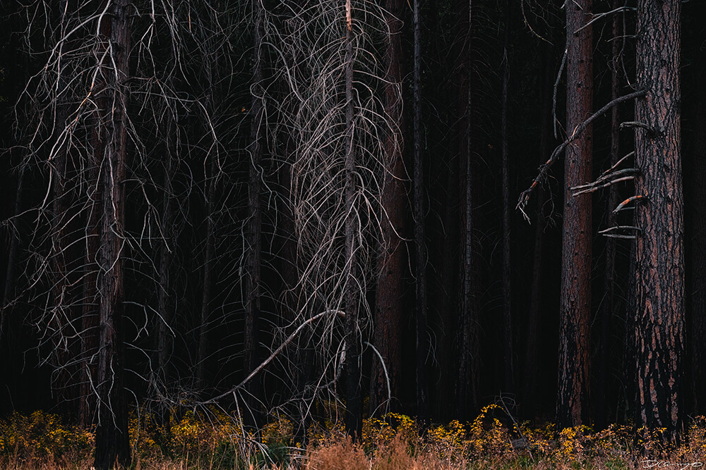 Photos from the Yosemite Valey in Yosemite National Park, California.