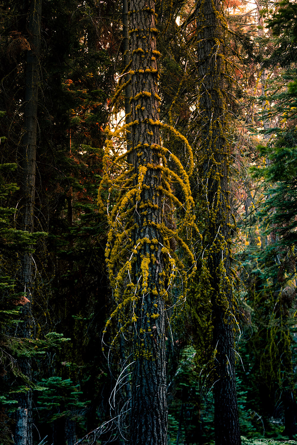 Landscape and nature photos from Yosemite, CA, during a vibrant sunset at the end of August 2020.