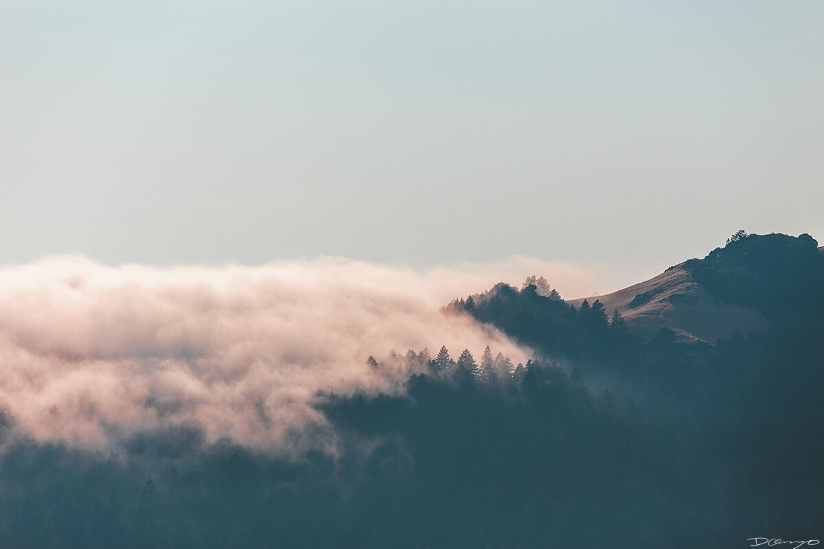 Mt Tamalpais Golden/Pink Fog Rolling Through Hillside, CA