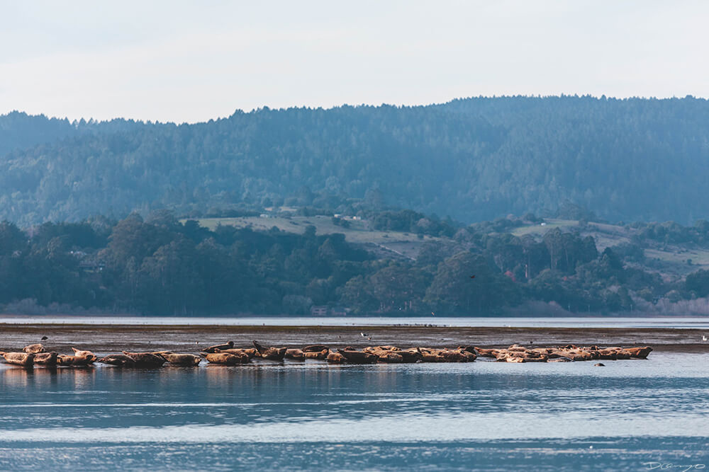 Bolinas Seals, CA