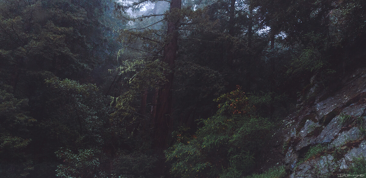 Middle Earth Redwood Tree in Mt Tamalpais, CA