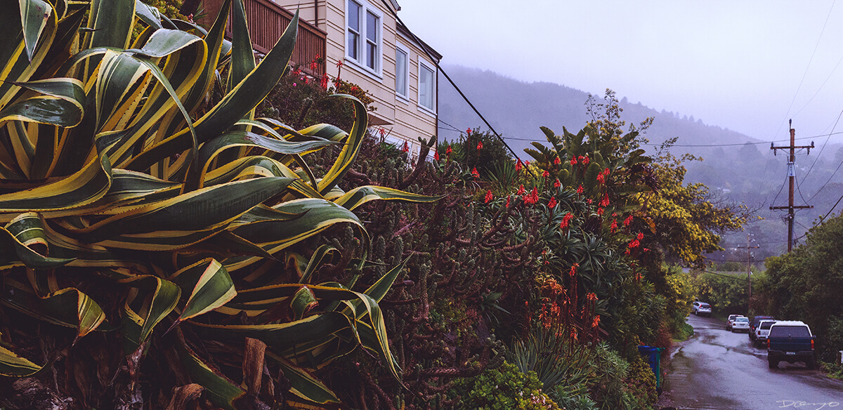 Wet Stinson Foliage Above Stinson Beach, CA