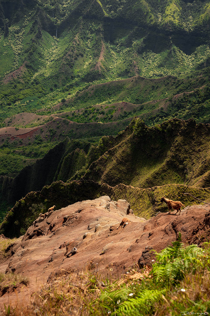 Photos from Kauai, Hawaii in June of 2021. Photos of Waimea Canyon, Waimea Plantation, Snorkeling at Hideaway Beach, Red Dirt Waterfall, Kalepa Trail, Napali (Na Pali) Coast, Jack Harter Helicopter Tours, Kalalau Trail.