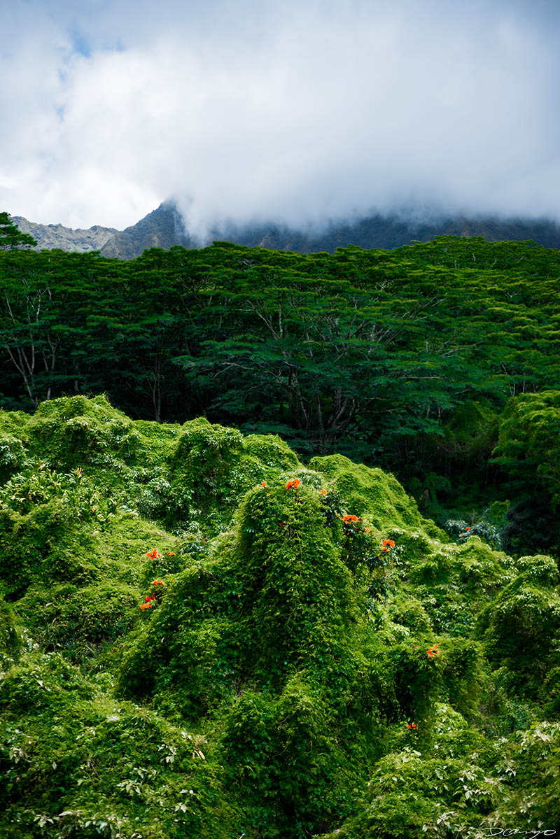 Photos from Kauai, Hawaii in June of 2021. Photos of Waimea Canyon, Waimea Plantation, Snorkeling at Hideaway Beach, Red Dirt Waterfall, Kalepa Trail, Napali (Na Pali) Coast, Jack Harter Helicopter Tours, Kalalau Trail.