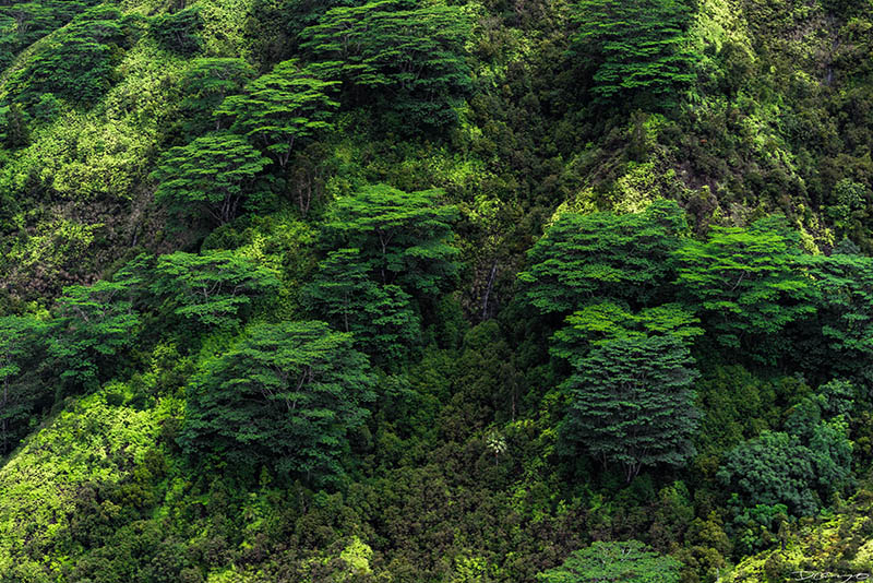 Photos from Kauai, Hawaii in June of 2021. Photos of Waimea Canyon, Waimea Plantation, Snorkeling at Hideaway Beach, Red Dirt Waterfall, Kalepa Trail, Napali (Na Pali) Coast, Jack Harter Helicopter Tours, Kalalau Trail.