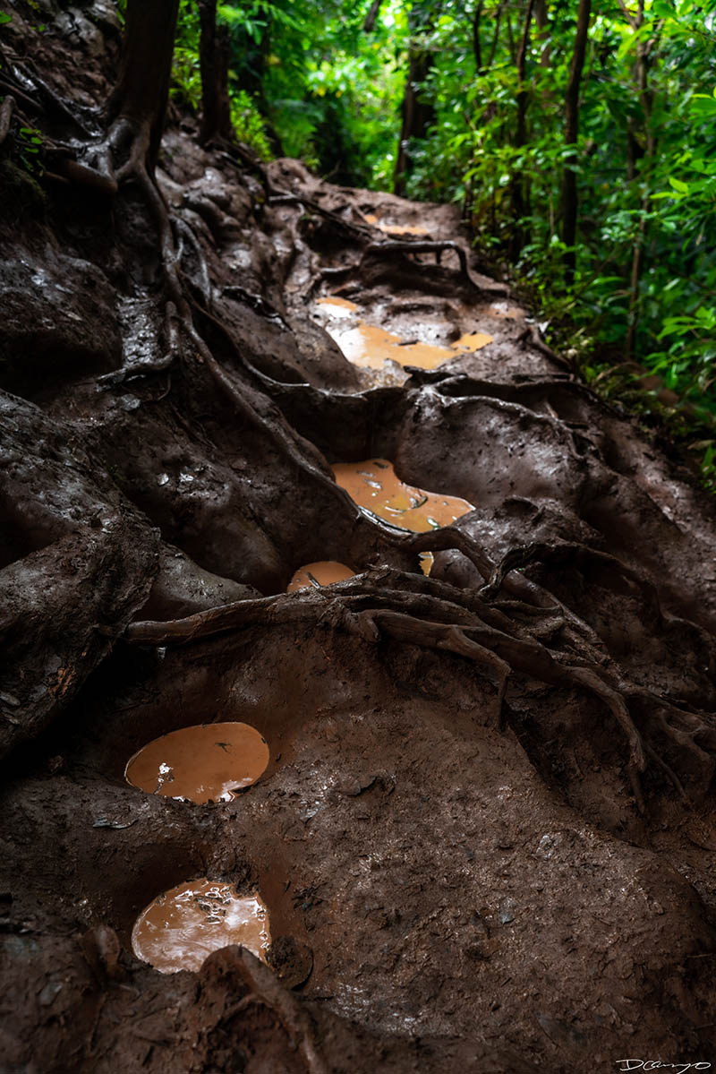 Photos from Kauai, Hawaii in June of 2021. Photos of Waimea Canyon, Waimea Plantation, Snorkeling at Hideaway Beach, Red Dirt Waterfall, Kalepa Trail, Napali (Na Pali) Coast, Jack Harter Helicopter Tours, Kalalau Trail.