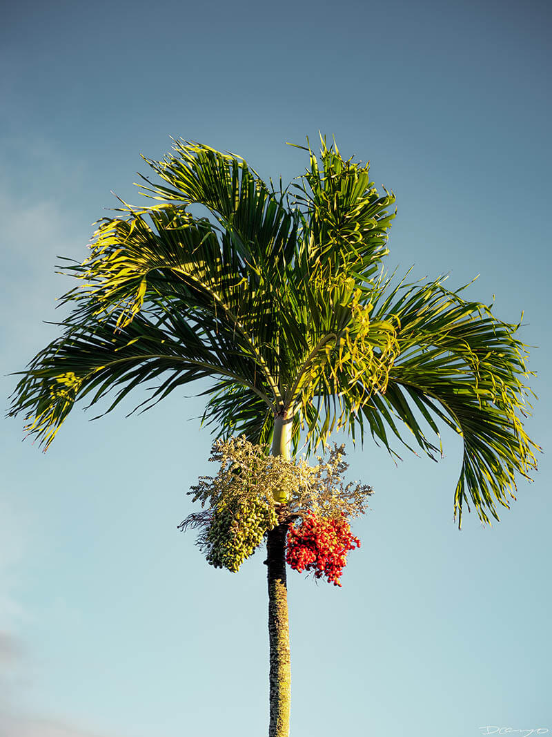 Photos from Oahu, Hawaii in November of 2021. Photos of North Beach and Banzai Pipeline, Olomana Trail Hike, and more.