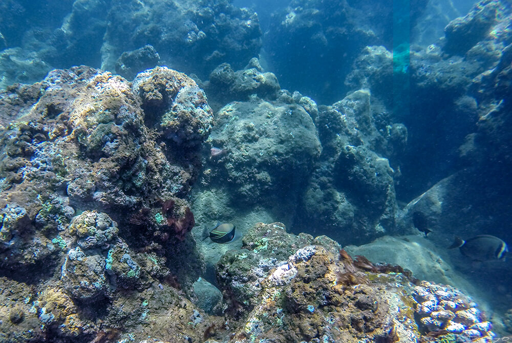 Humuhumunukunukuapua'a Shot Off the Na'pali Coast, HI