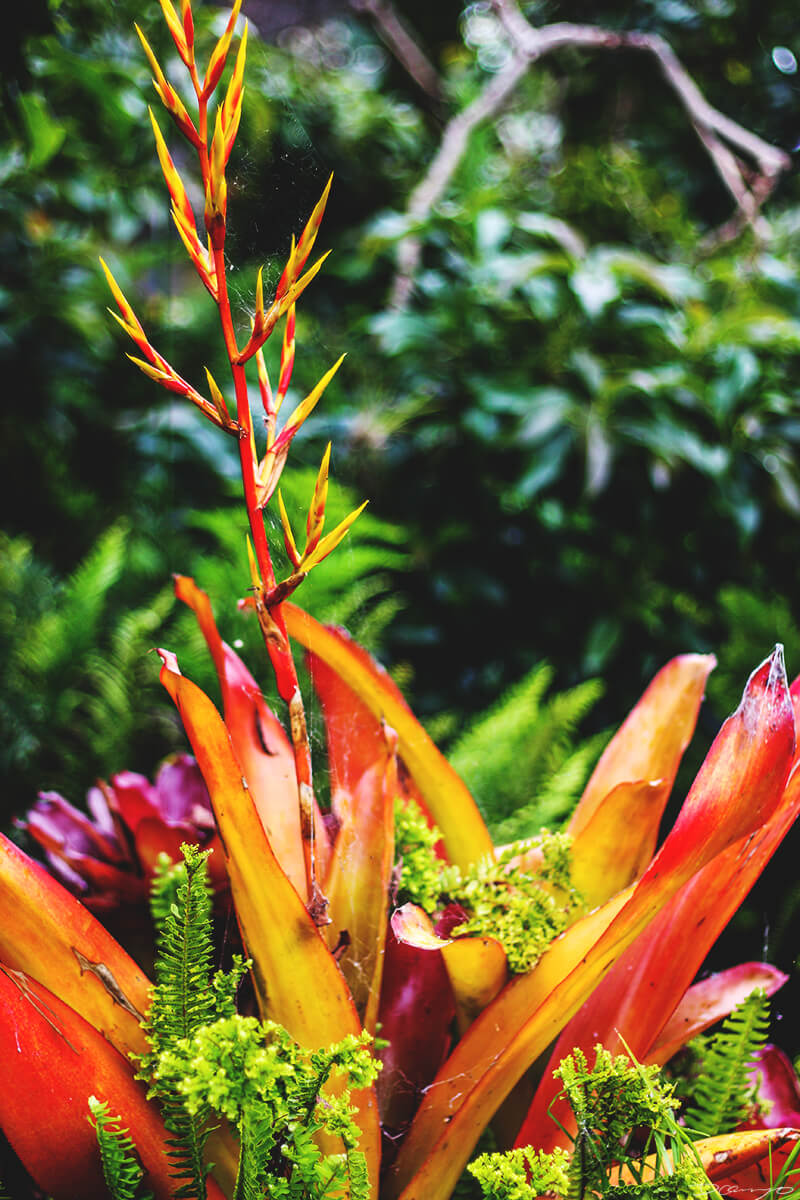 Bright Foliage shot from Hike in Maui, HI