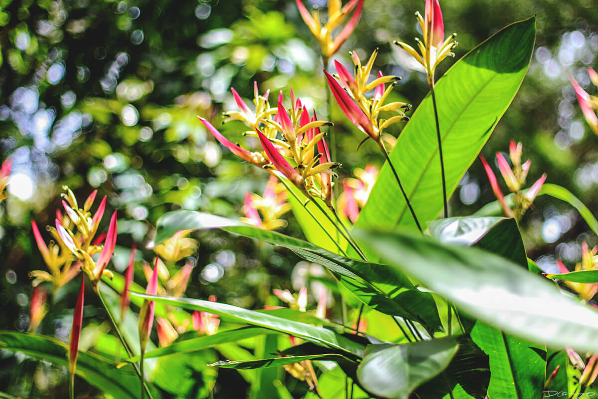Bright Green and Pink Foliage in Maui Jungle, HI