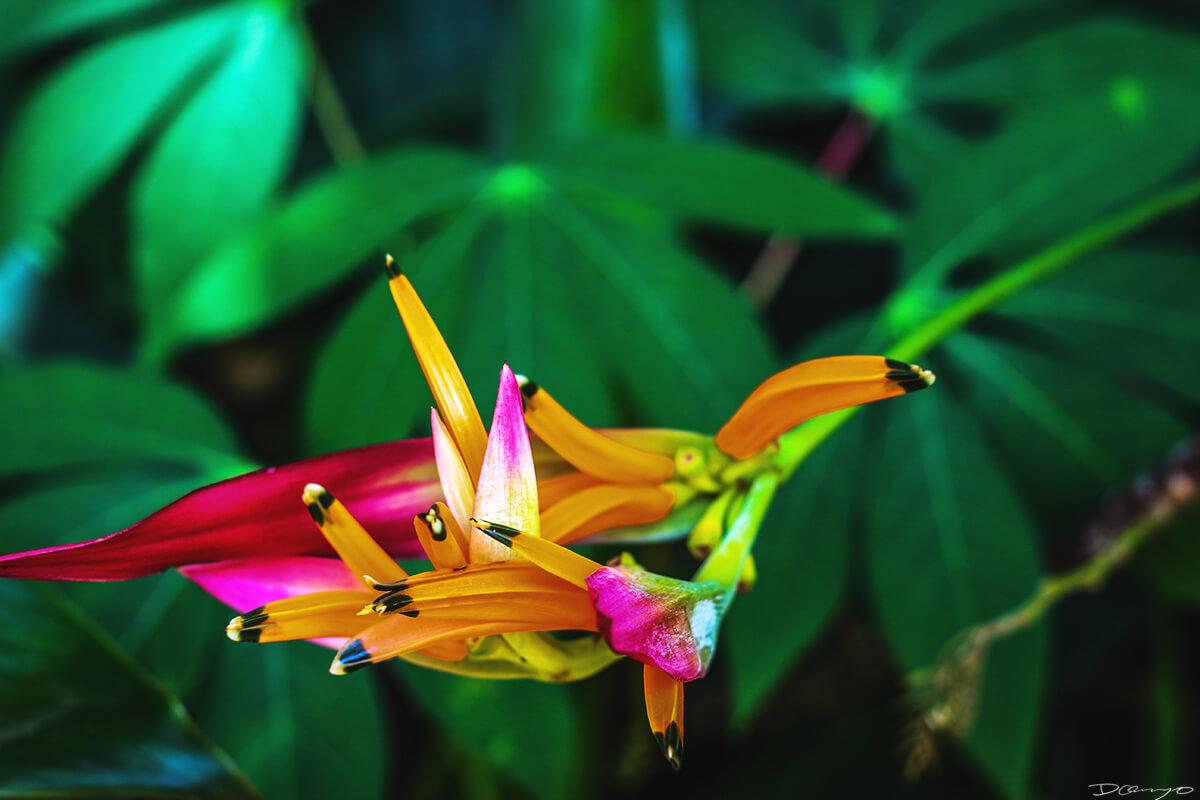 Bright Green Pink and Orange Foliage in Maui Jungle, HI