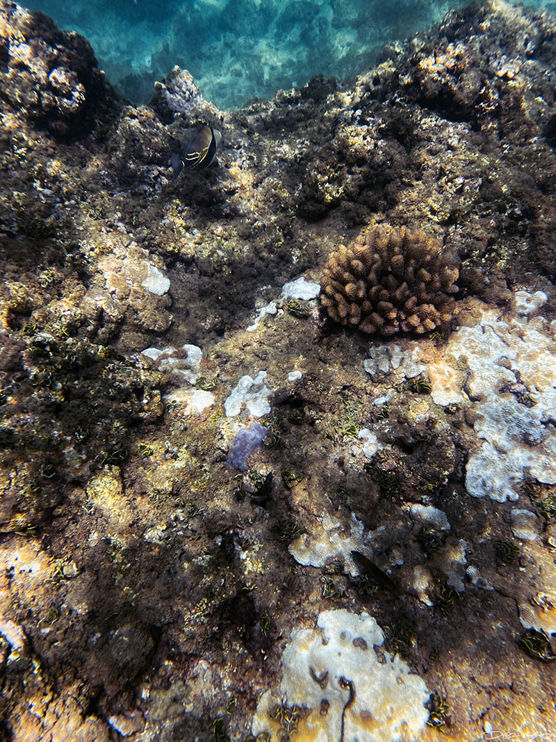 Photos from Kauai, Hawaii in June of 2021. Photos of Waimea Canyon, Waimea Plantation, Snorkeling at Hideaway Beach, Red Dirt Waterfall, Kalepa Trail, Napali (Na Pali) Coast, Jack Harter Helicopter Tours, Kalalau Trail.