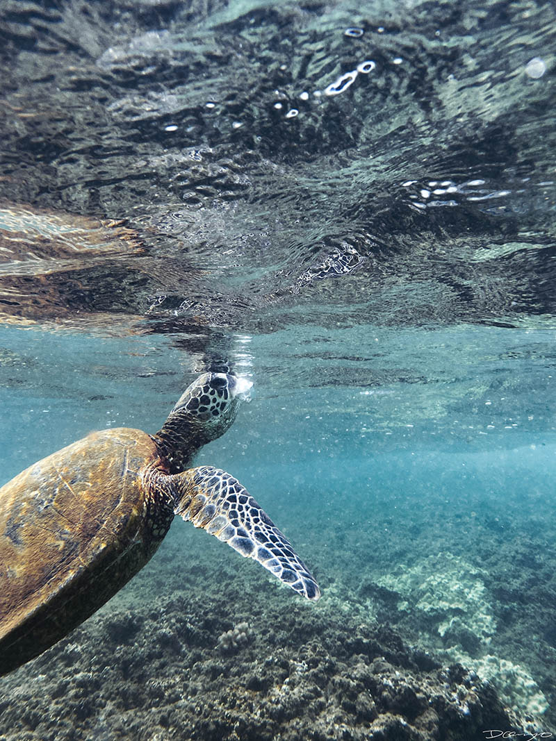 Photos from Kauai, Hawaii in June of 2021. Photos of Waimea Canyon, Waimea Plantation, Snorkeling at Hideaway Beach, Red Dirt Waterfall, Kalepa Trail, Napali (Na Pali) Coast, Jack Harter Helicopter Tours, Kalalau Trail.