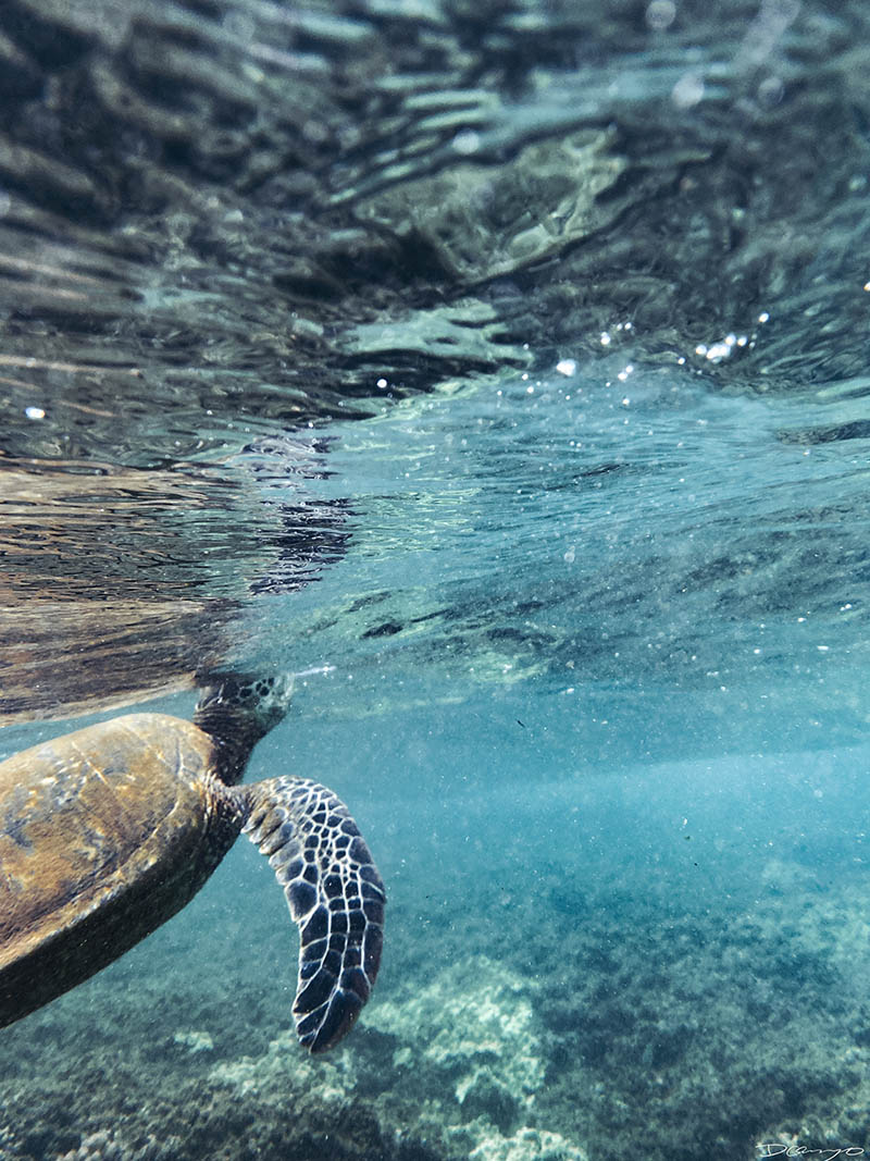 Photos from Kauai, Hawaii in June of 2021. Photos of Waimea Canyon, Waimea Plantation, Snorkeling at Hideaway Beach, Red Dirt Waterfall, Kalepa Trail, Napali (Na Pali) Coast, Jack Harter Helicopter Tours, Kalalau Trail.