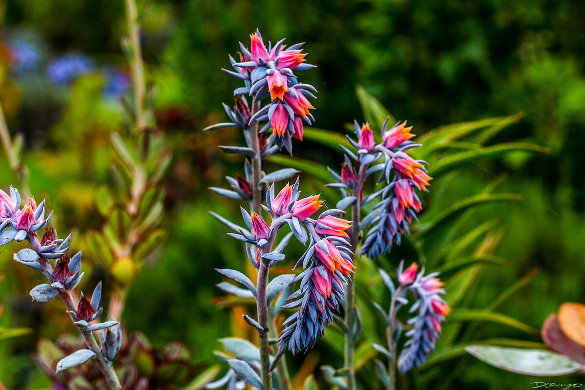 Echeveria in Bloom with Flower Tendrils, HI