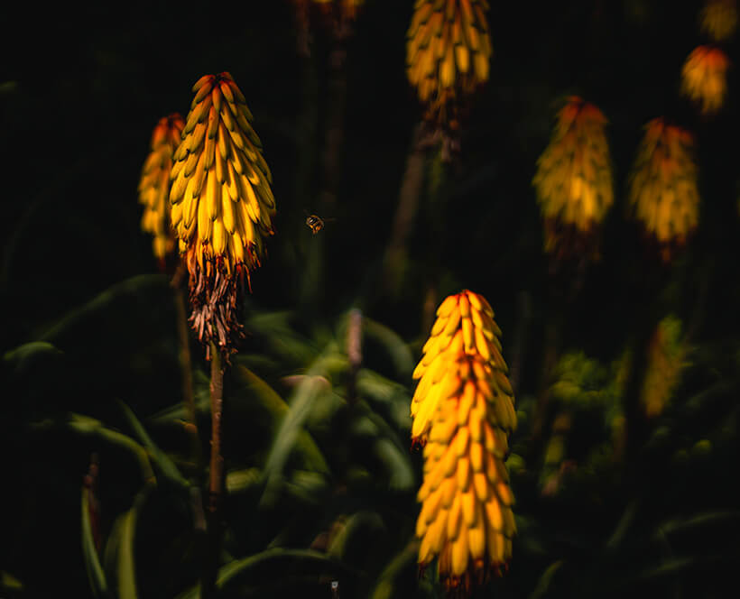Little honeybee pollinating torch lillies in the Berkeley Hills, CA.