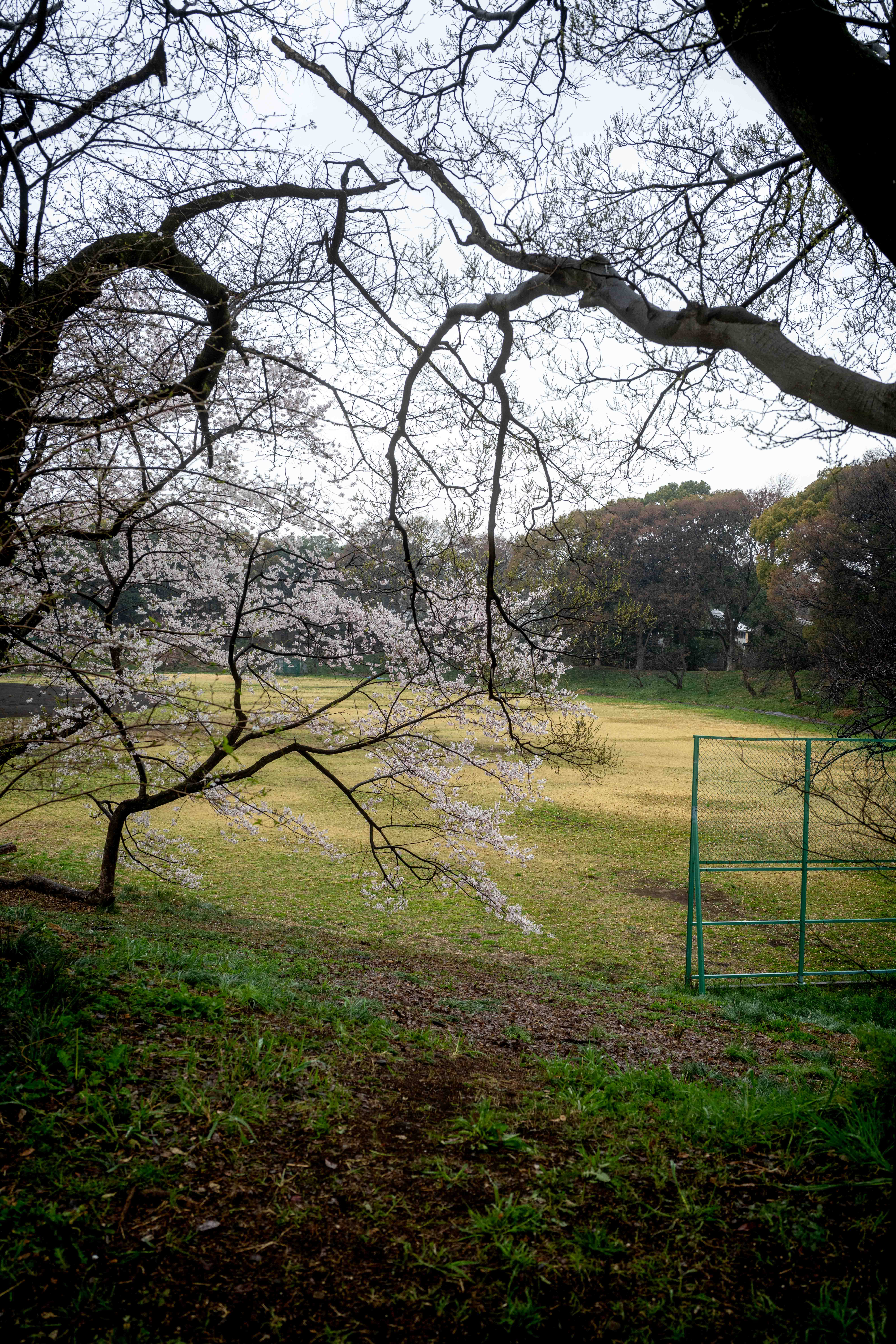Photos from Tokyo and Kyoto, Japan, Spring 2026.