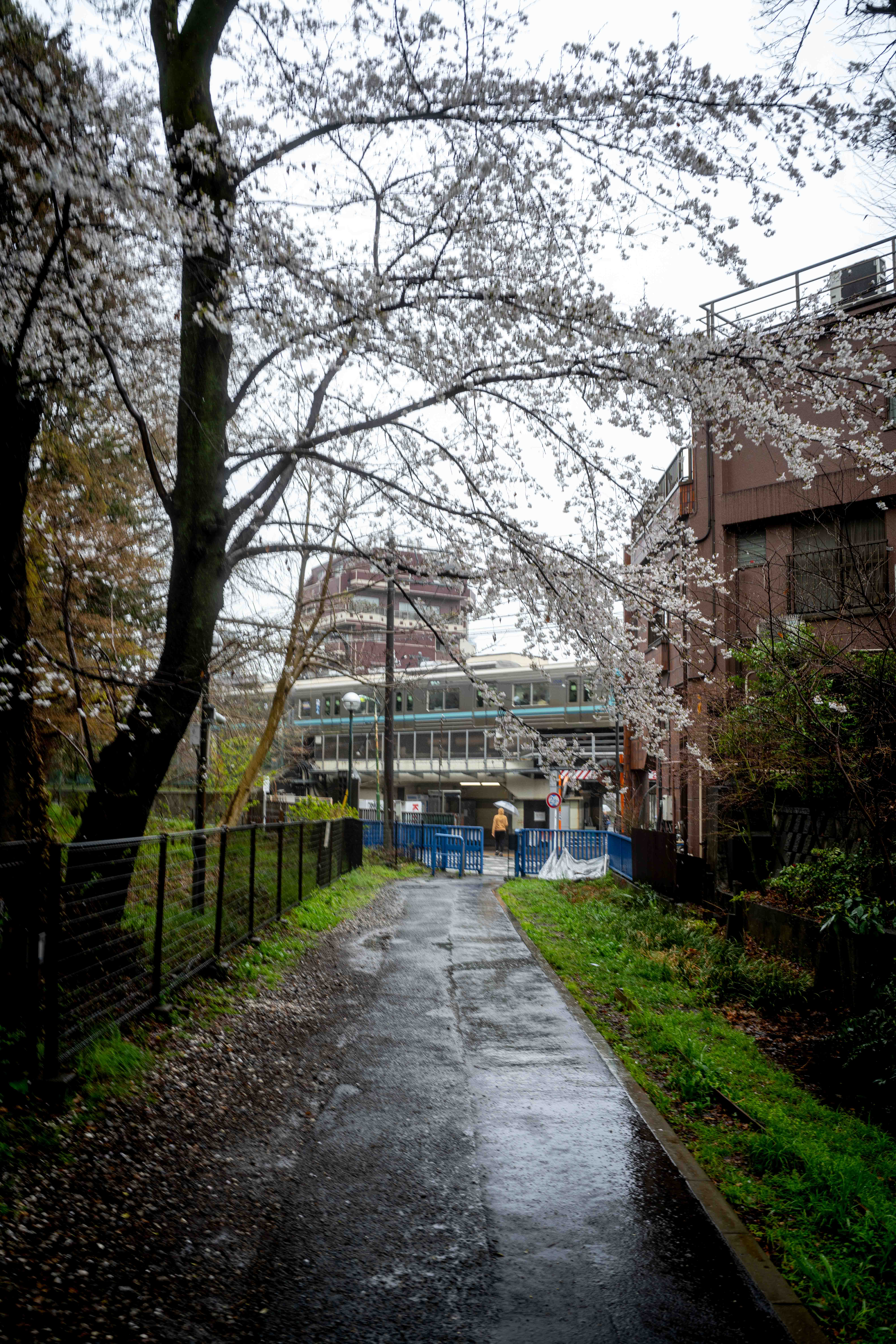 Photos from Tokyo and Kyoto, Japan, Spring 2026.