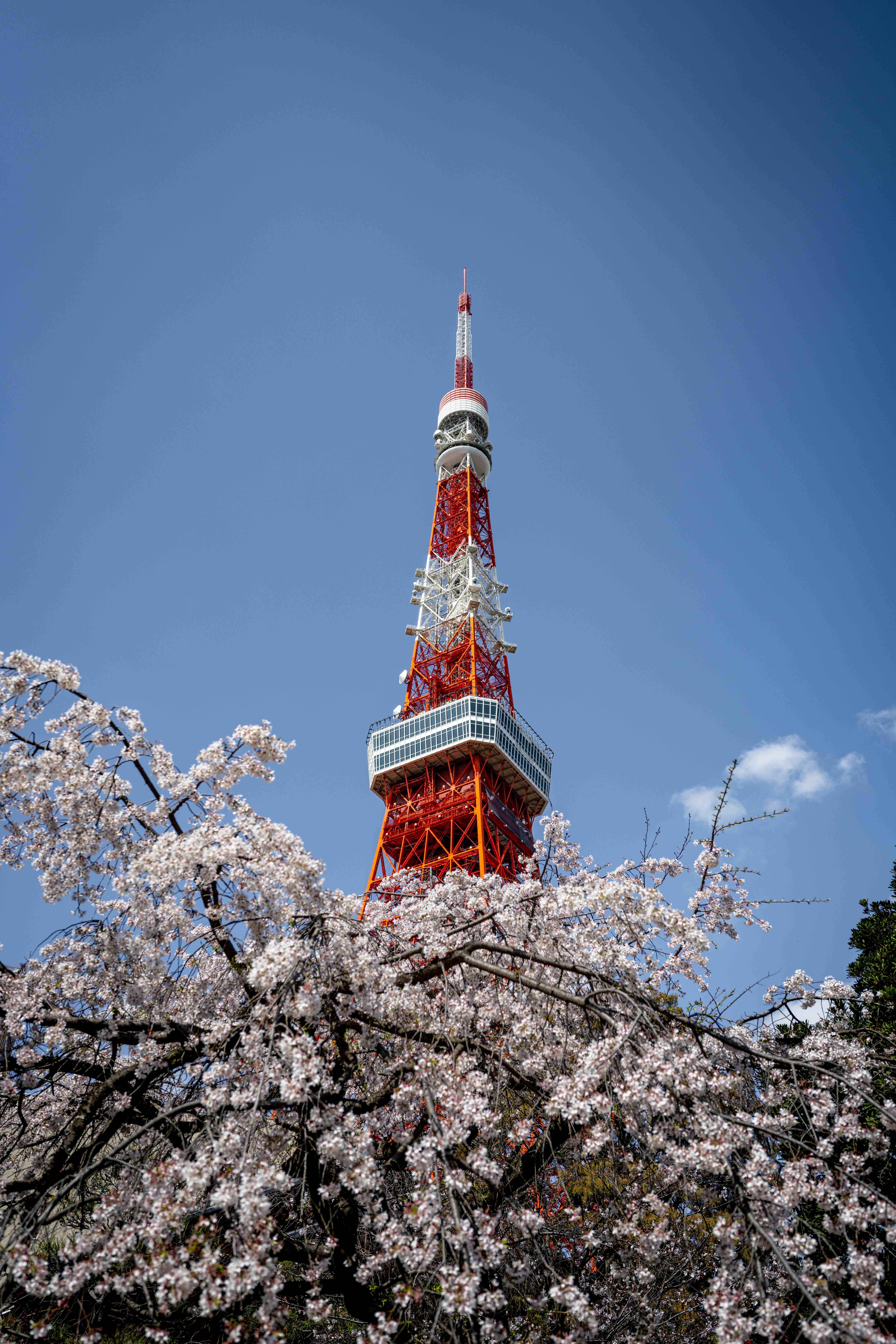 Photos from Tokyo and Kyoto, Japan, Spring 2026.