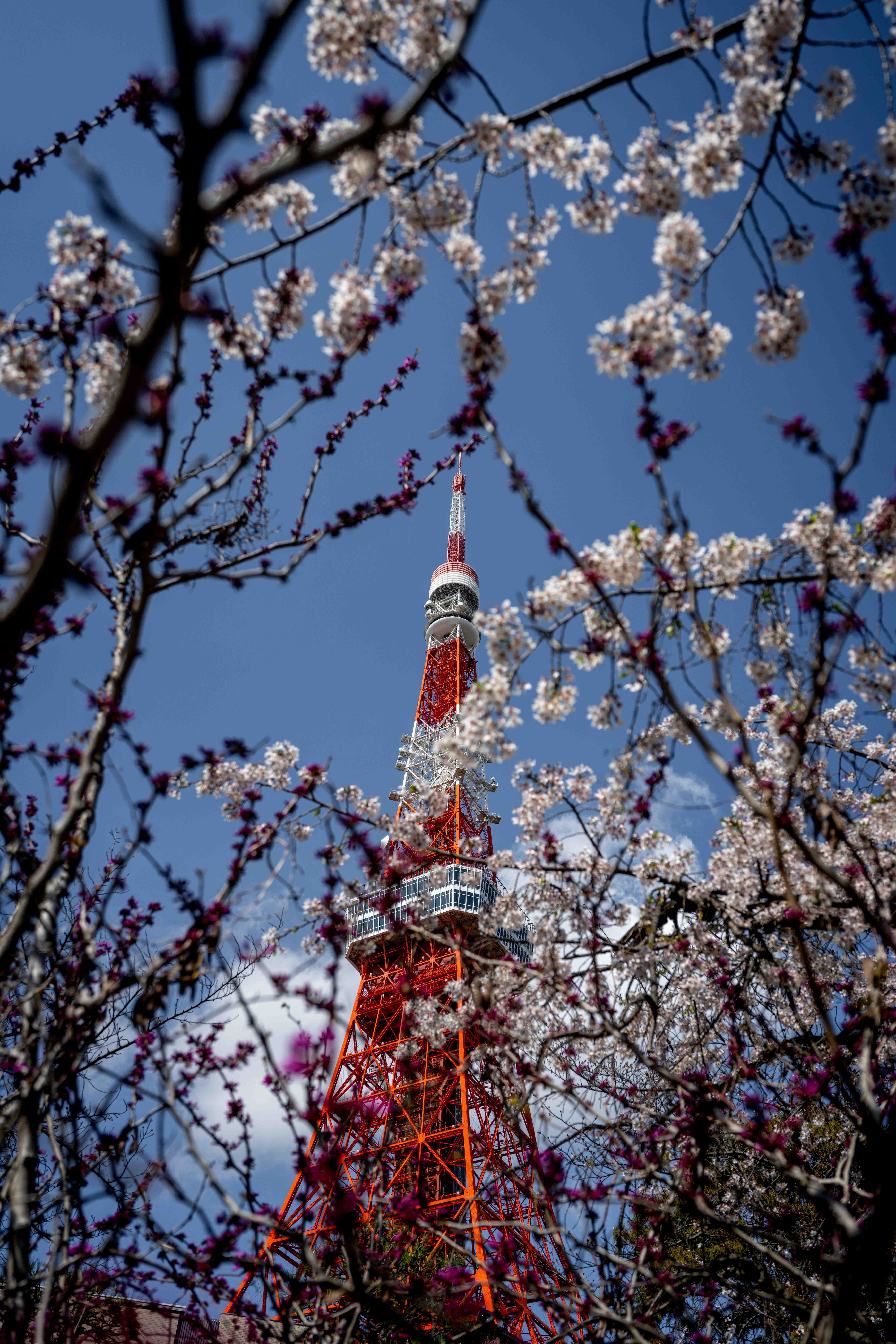 Photos from Tokyo and Kyoto, Japan, Spring 2026.