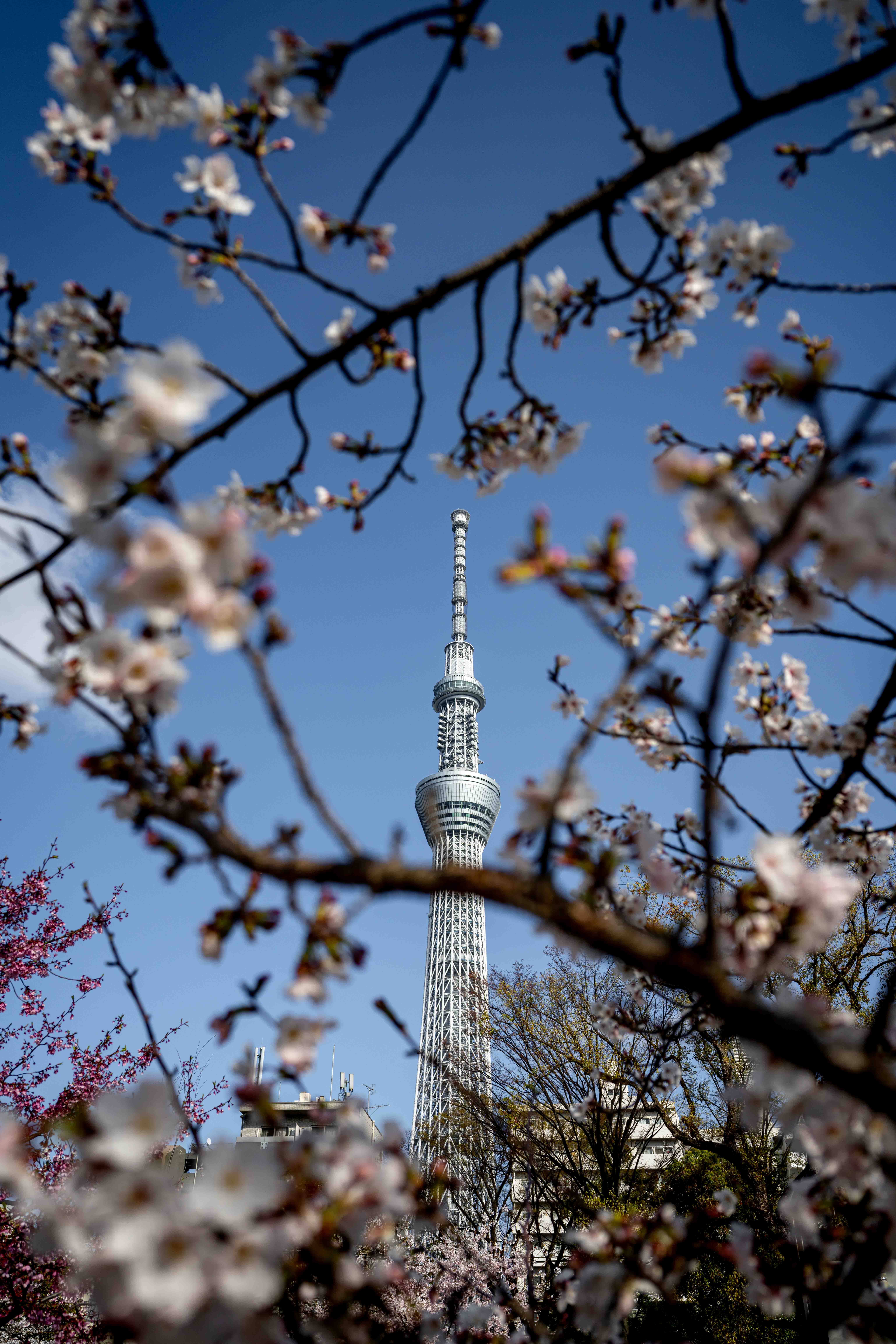 Photos from Tokyo and Kyoto, Japan, Spring 2026.