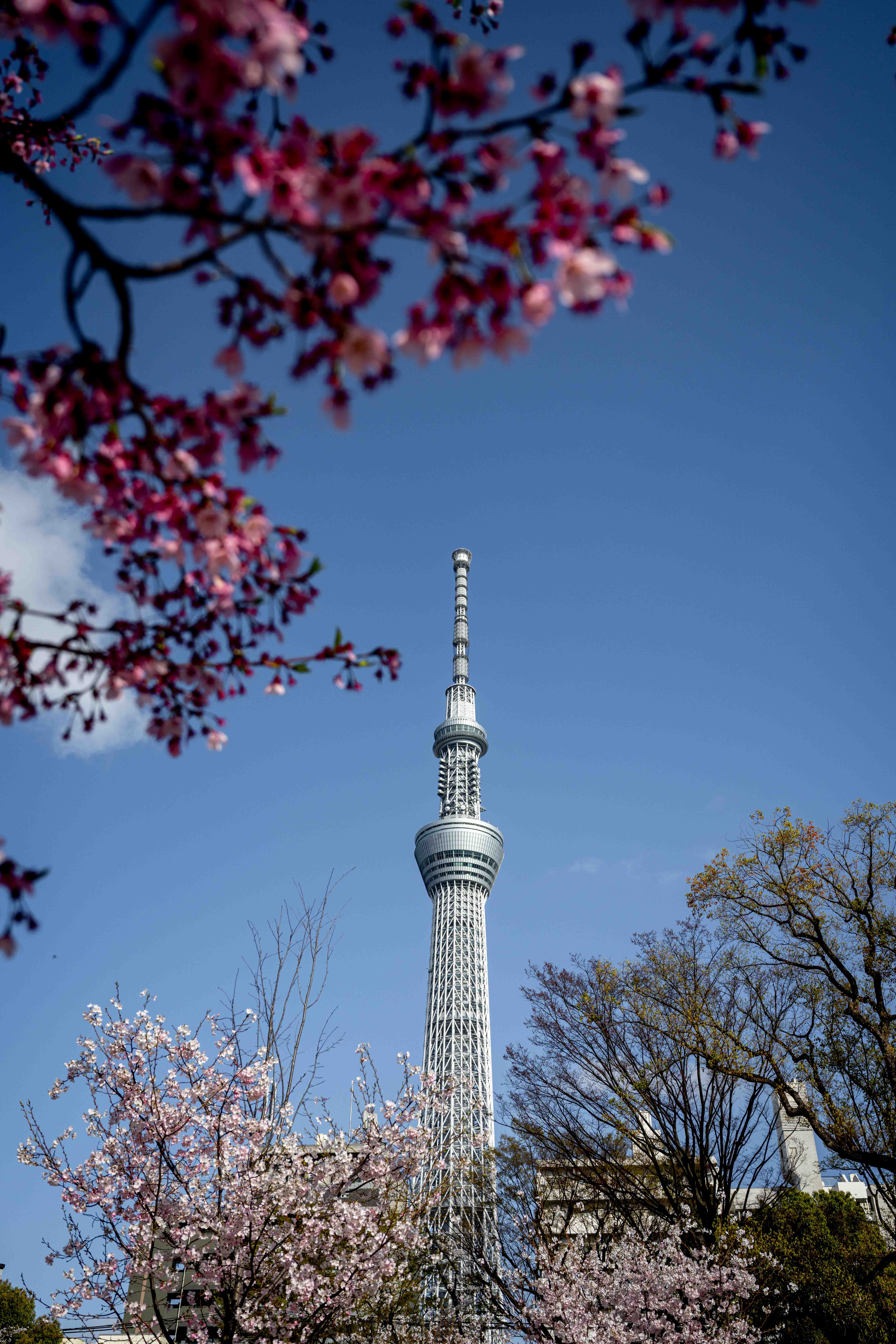 Photos from Tokyo and Kyoto, Japan, Spring 2026.