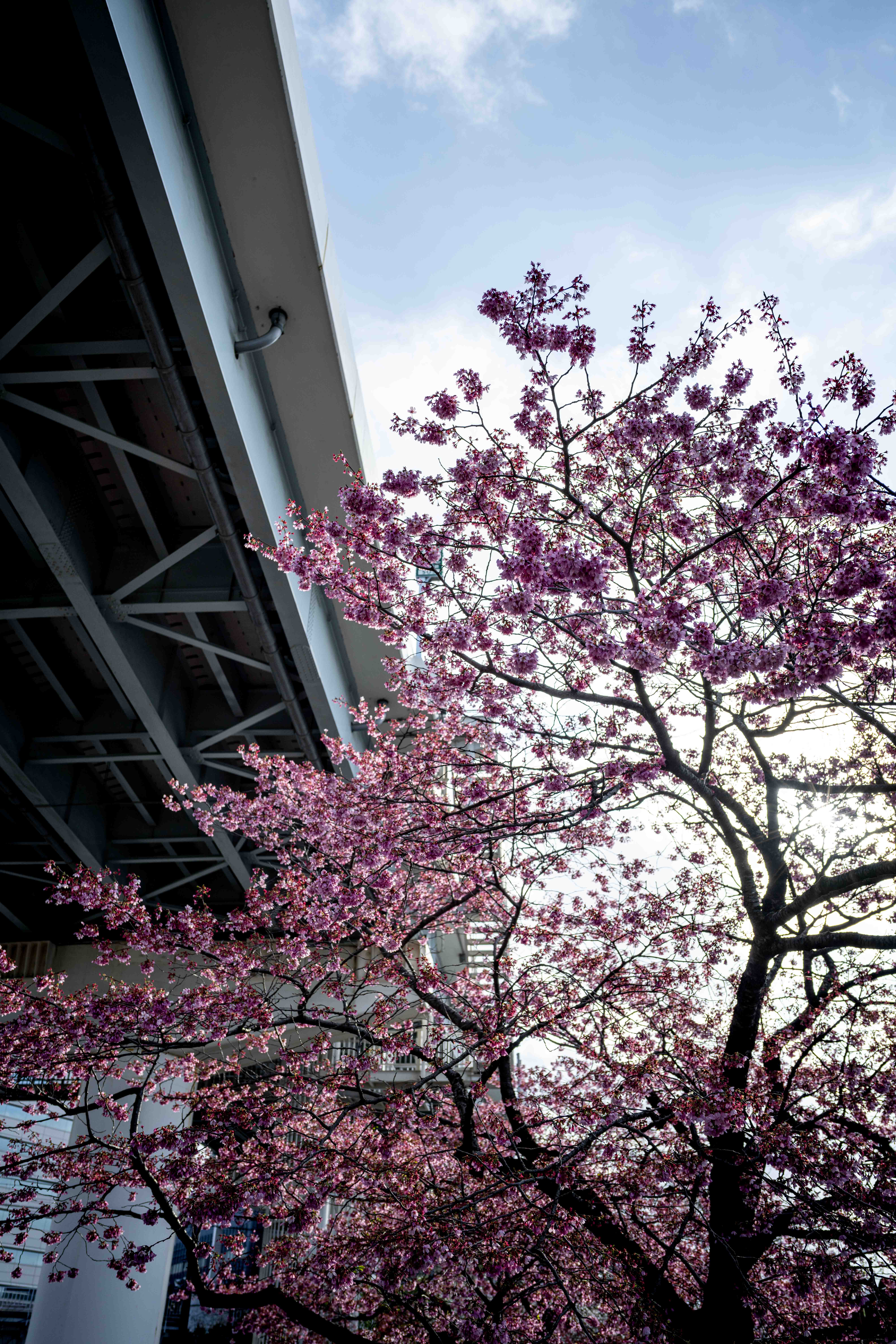 Photos from Tokyo and Kyoto, Japan, Spring 2026.