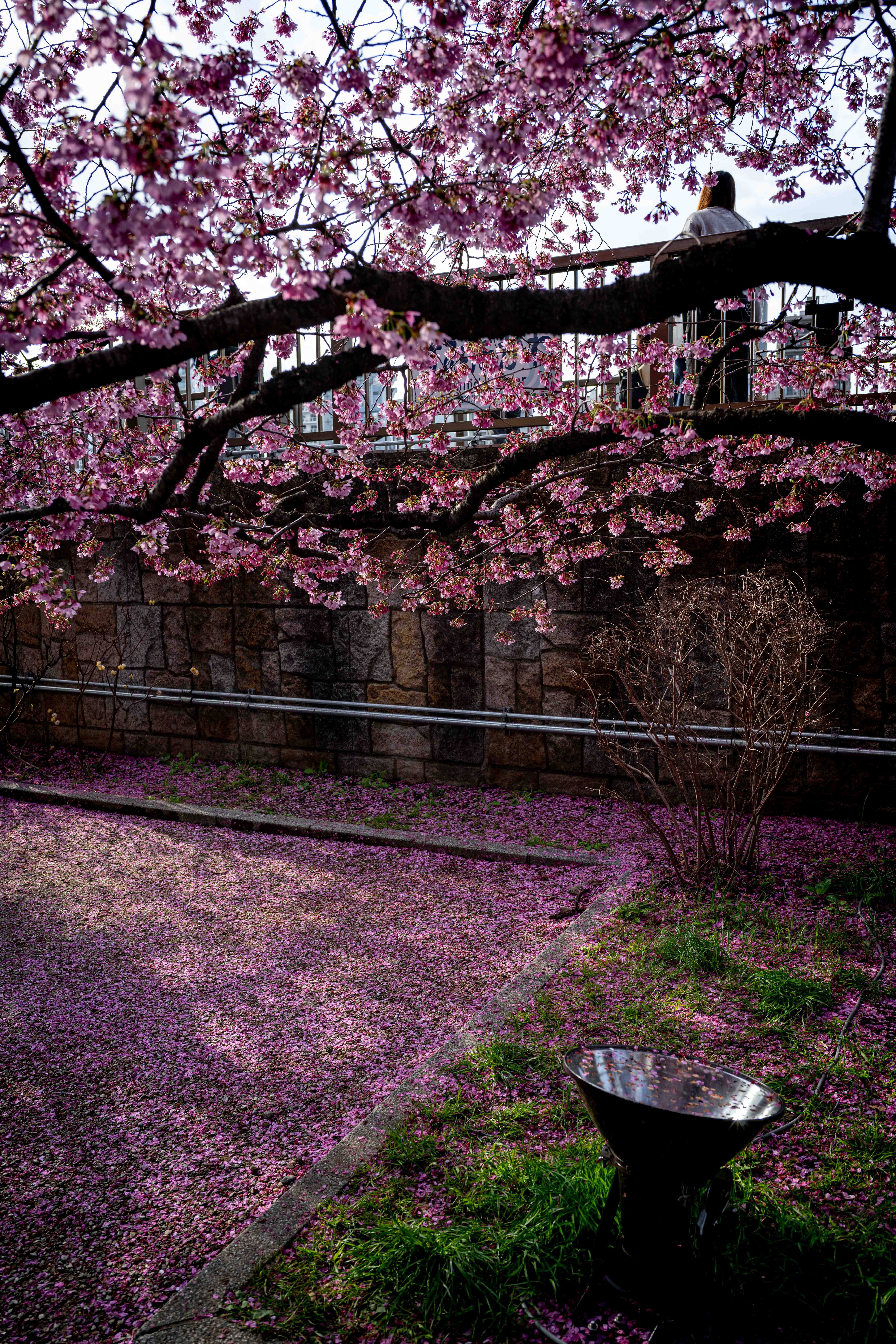 Photos from Tokyo and Kyoto, Japan, Spring 2026.