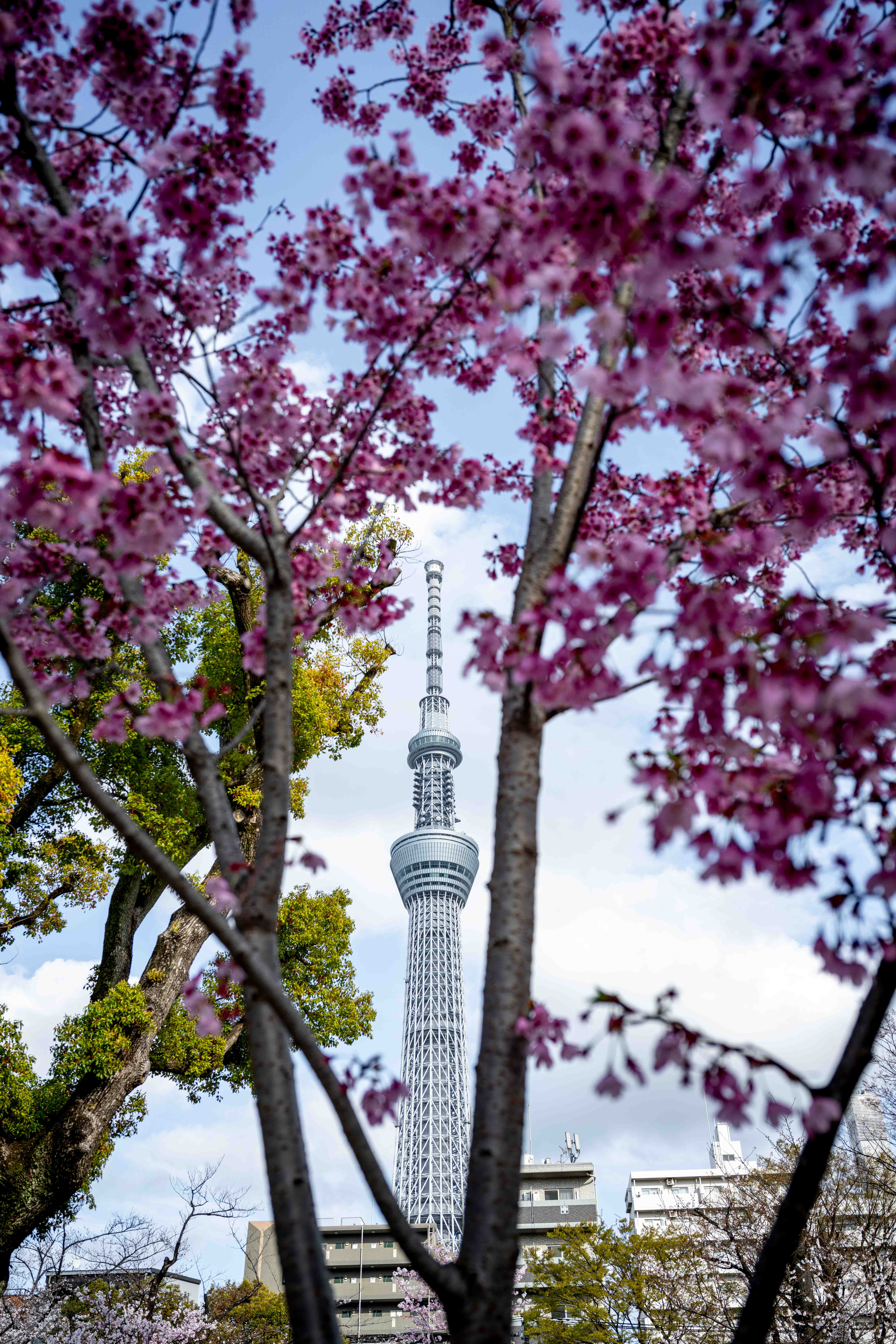 Photos from Tokyo and Kyoto, Japan, Spring 2026.