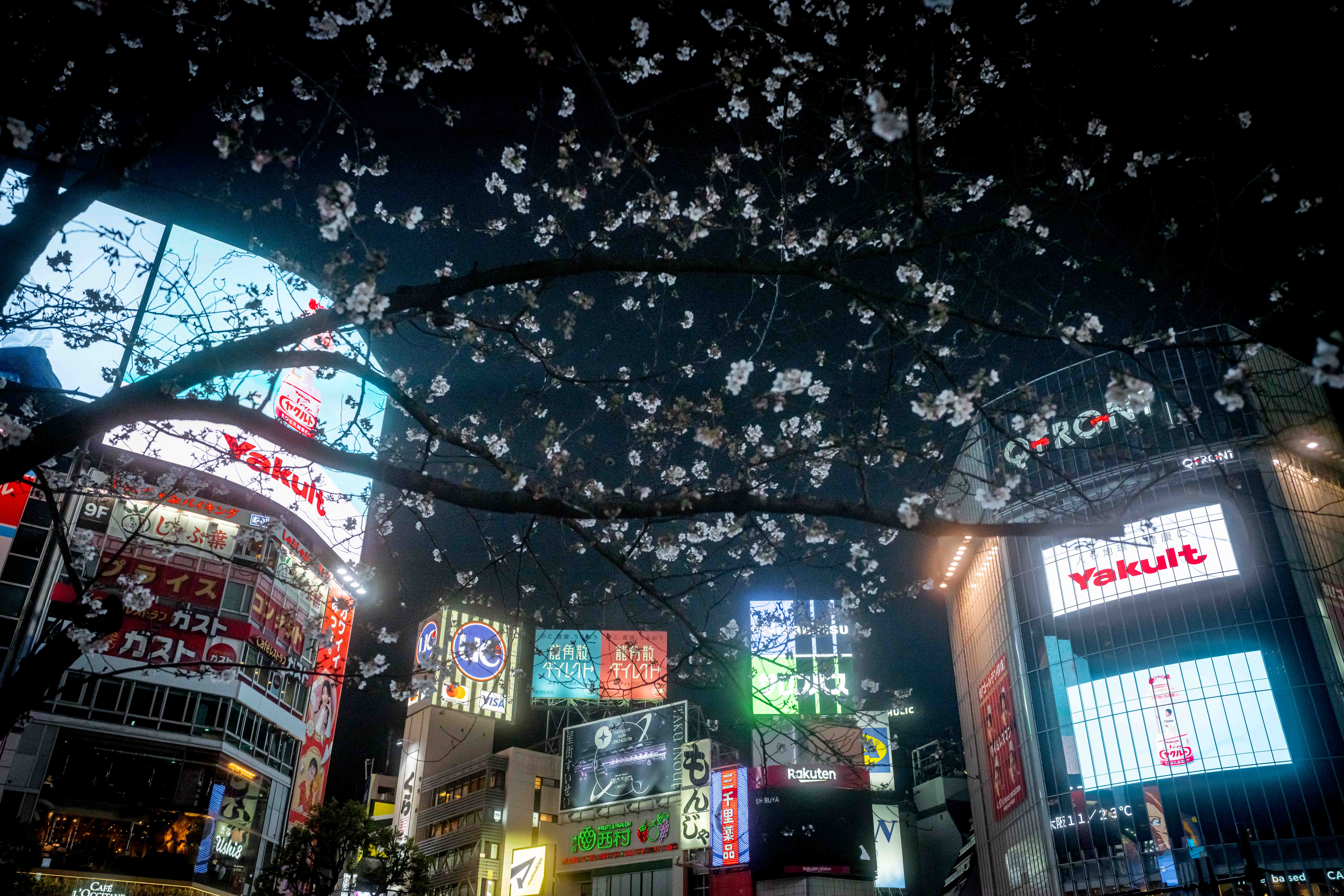 Photos from Tokyo and Kyoto, Japan, Spring 2026.