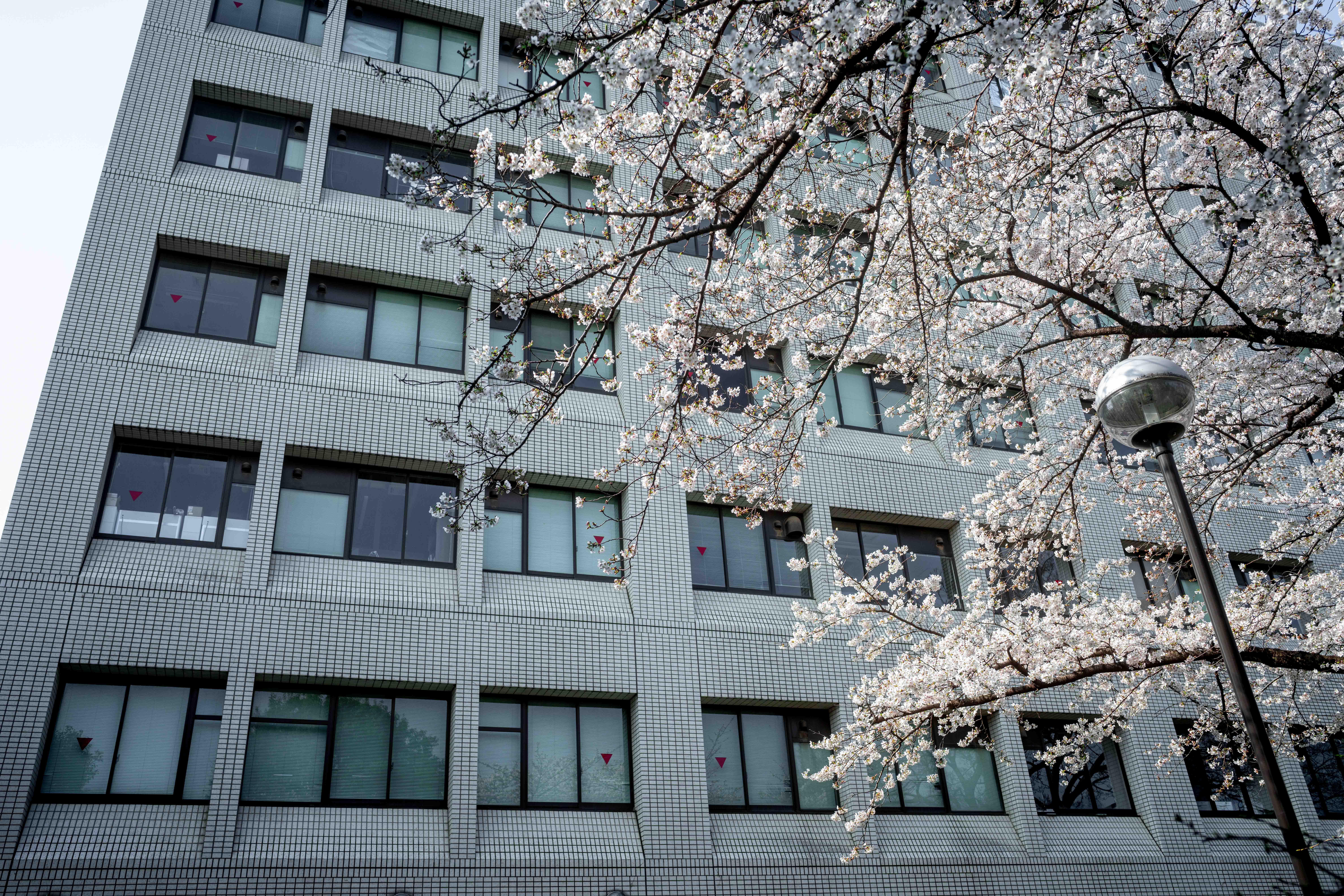 Photos from Tokyo and Kyoto, Japan, Spring 2026.