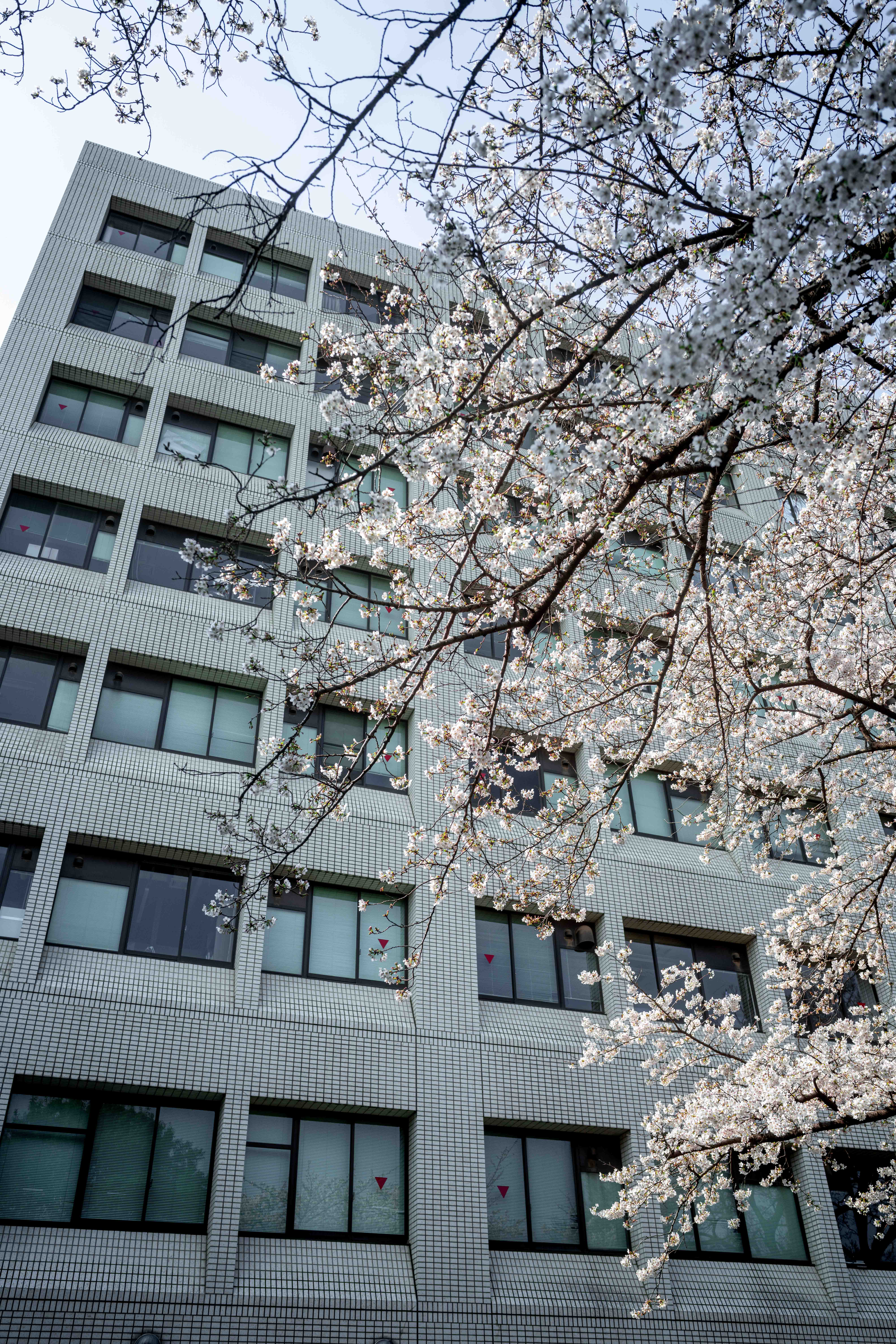 Photos from Tokyo and Kyoto, Japan, Spring 2026.