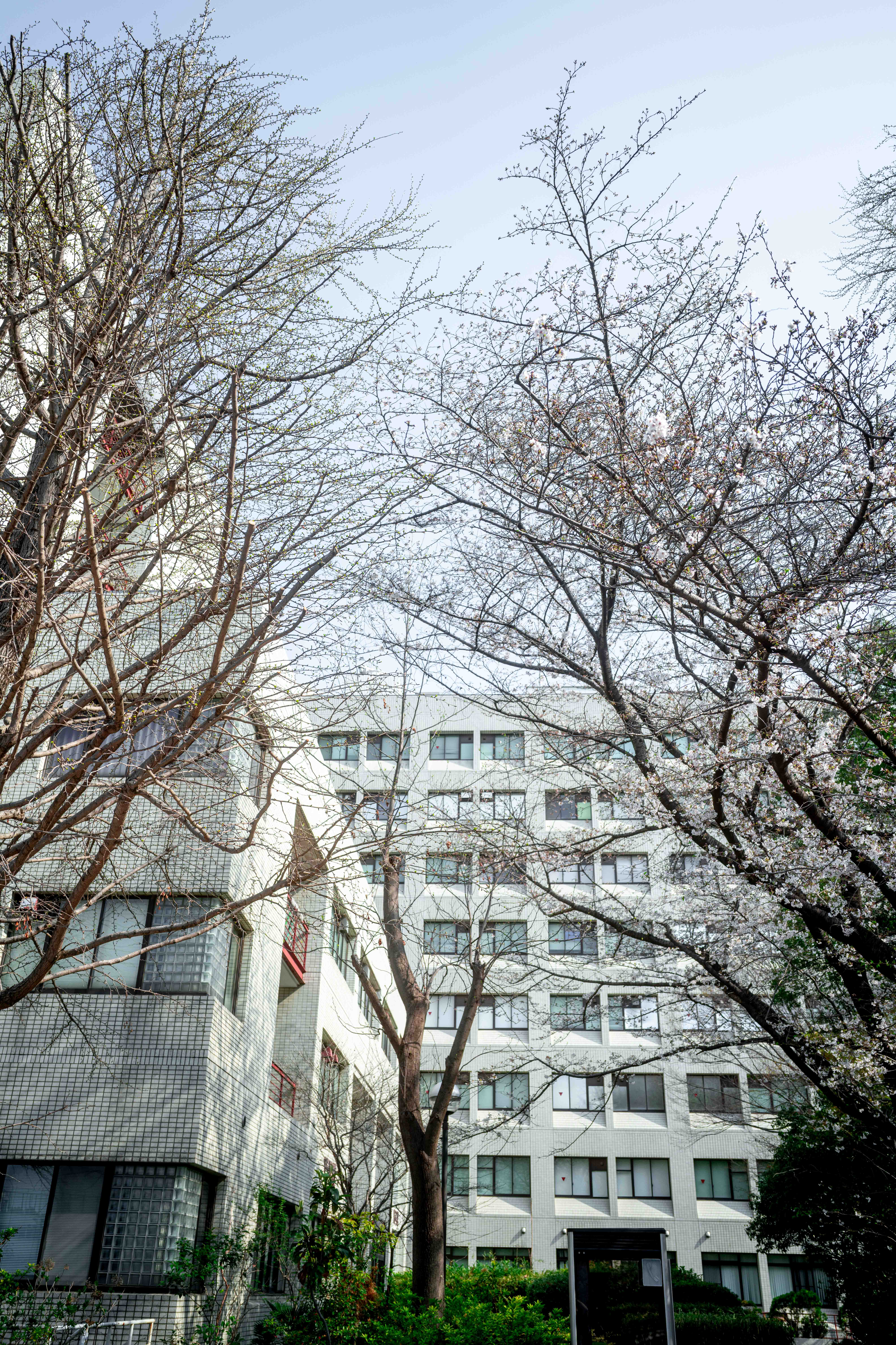 Photos from Tokyo and Kyoto, Japan, Spring 2026.