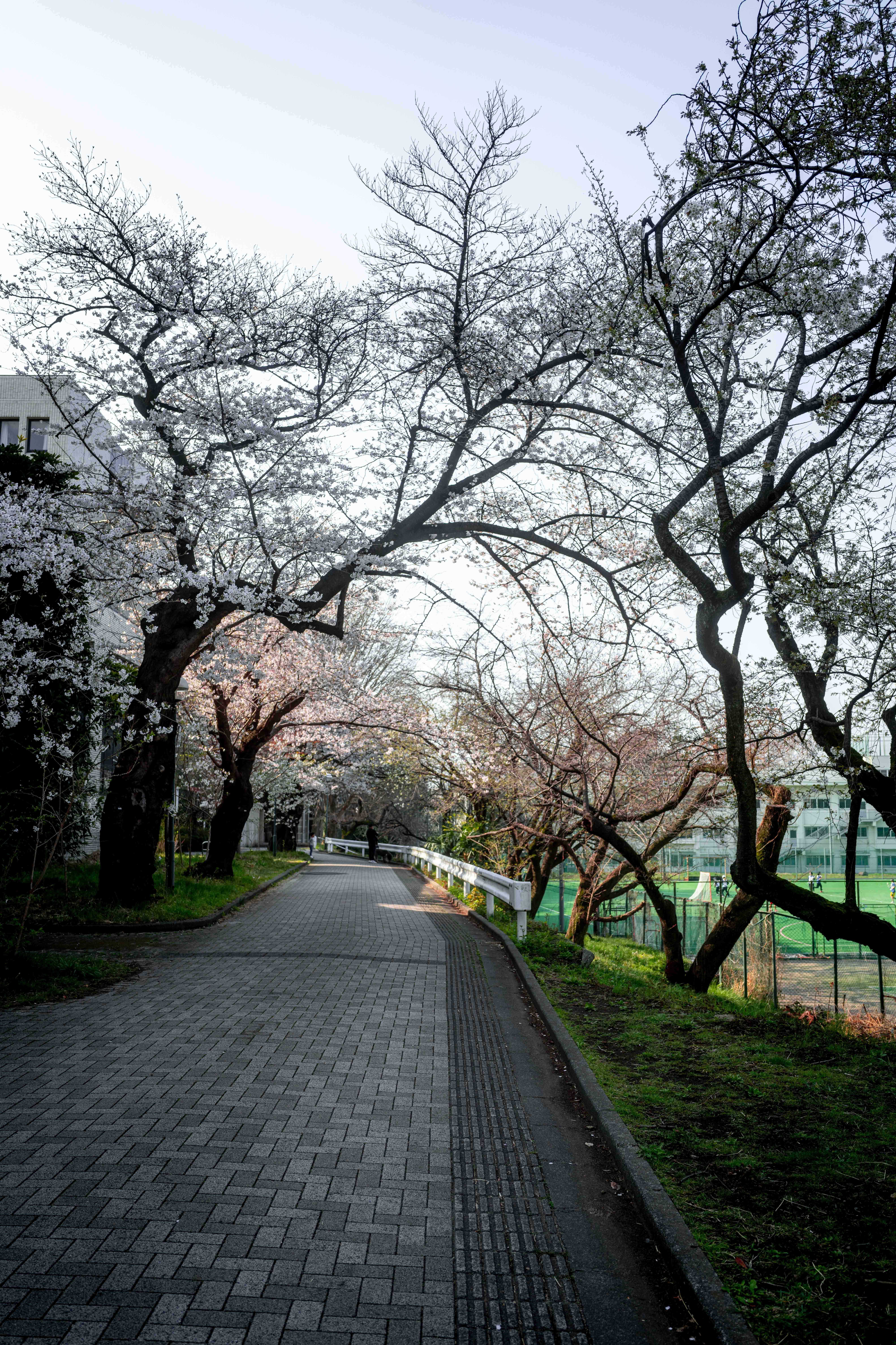 Photos from Tokyo and Kyoto, Japan, Spring 2026.