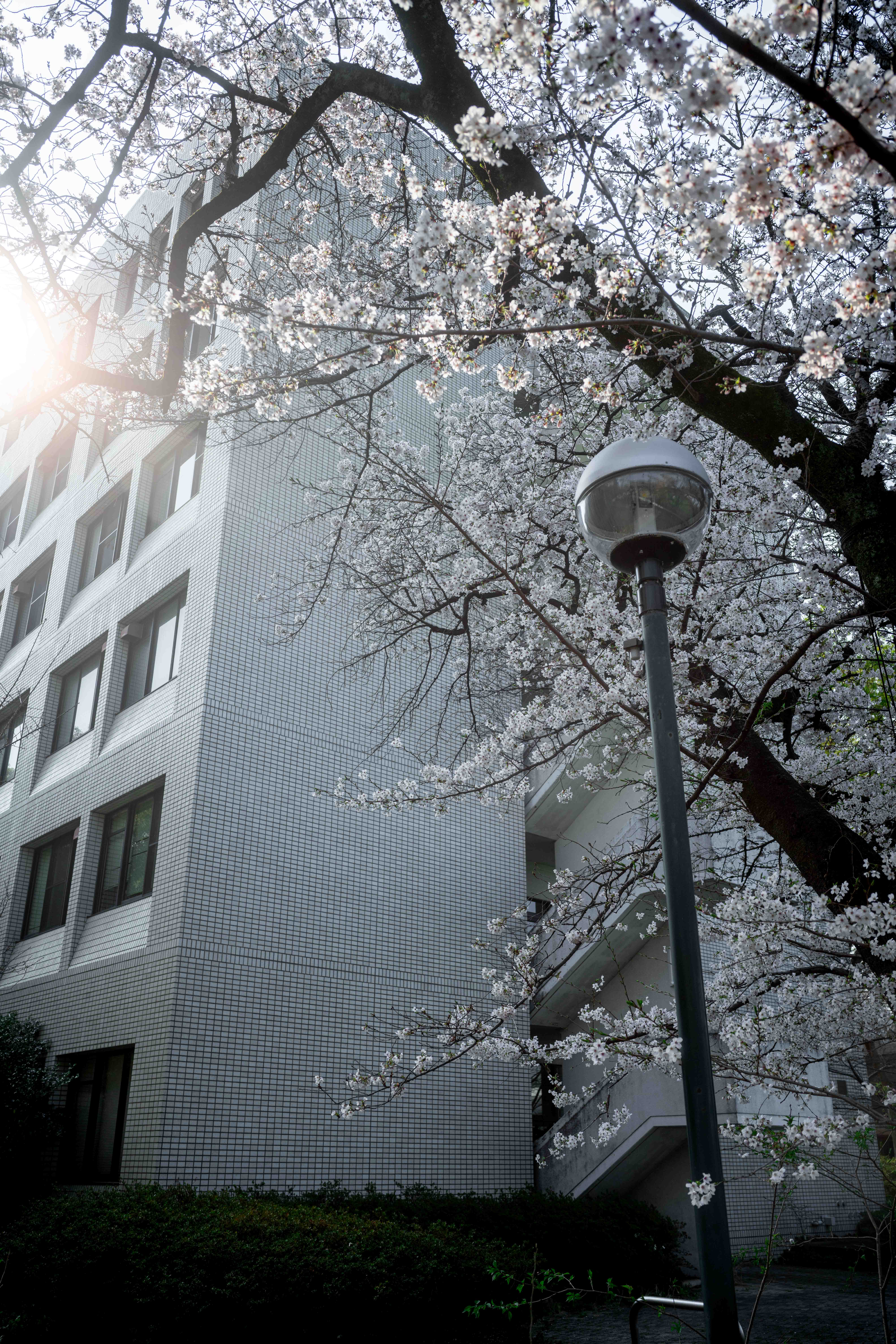 Photos from Tokyo and Kyoto, Japan, Spring 2026.