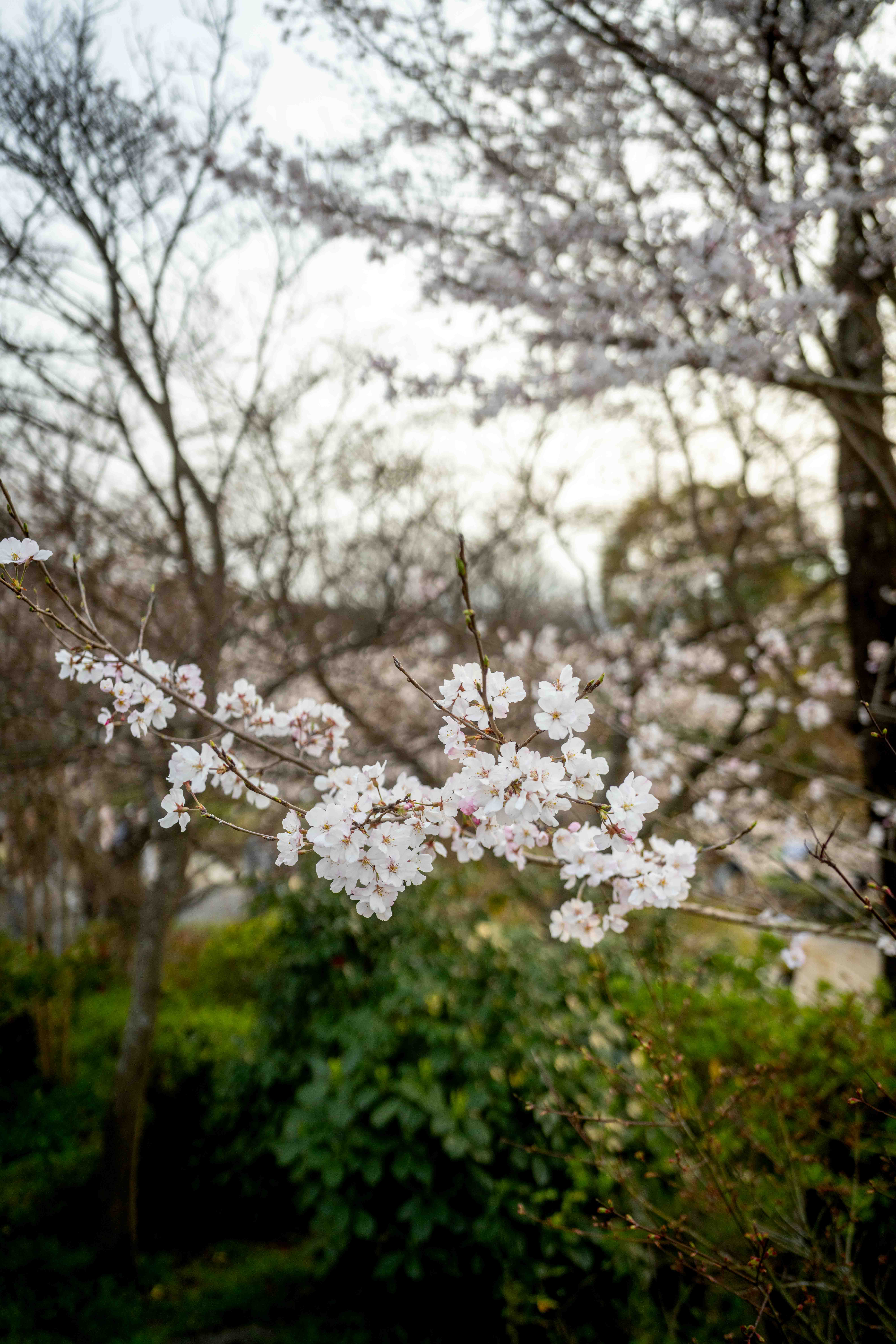 Photos from Tokyo and Kyoto, Japan, Spring 2026.