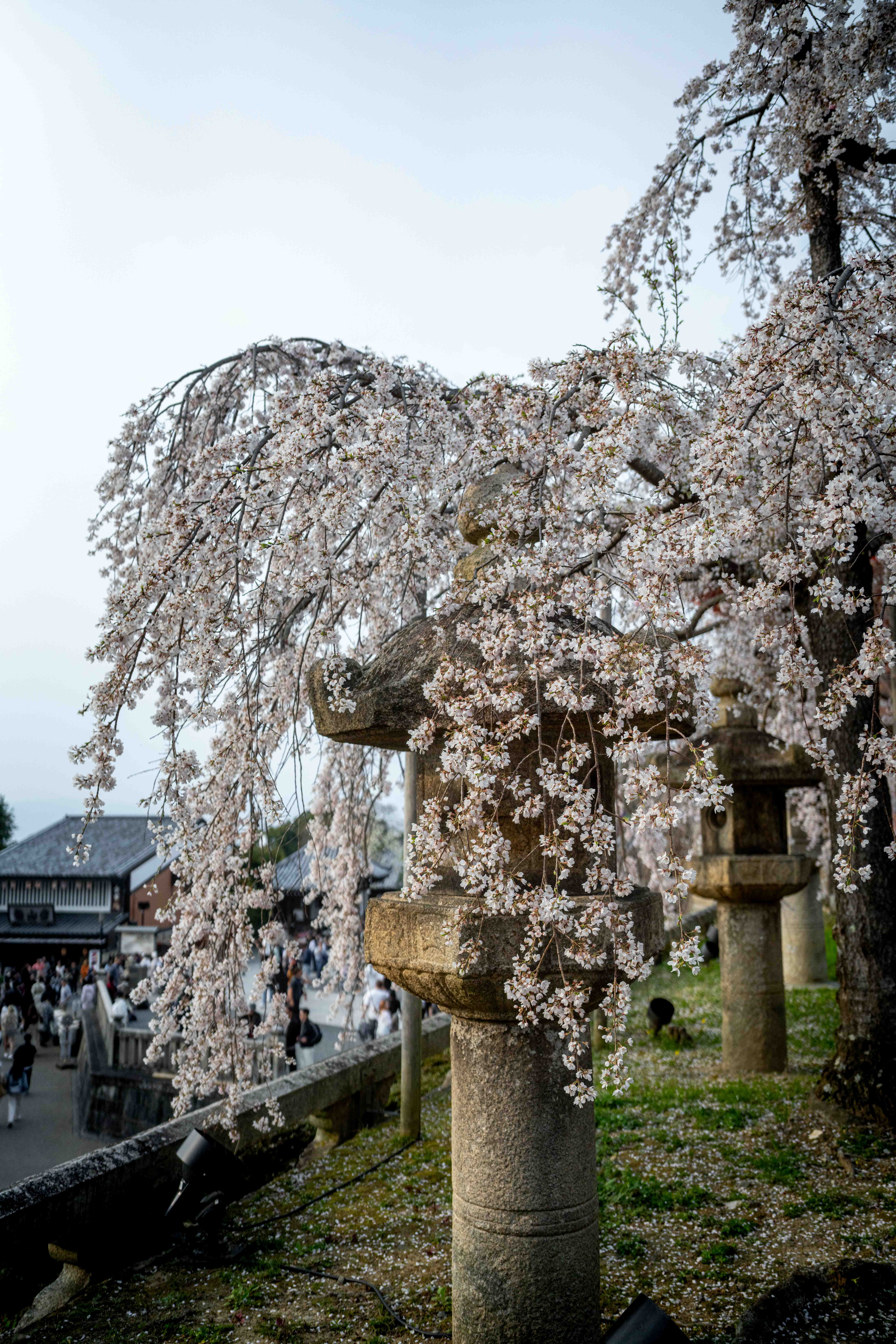 Photos from Tokyo and Kyoto, Japan, Spring 2026.