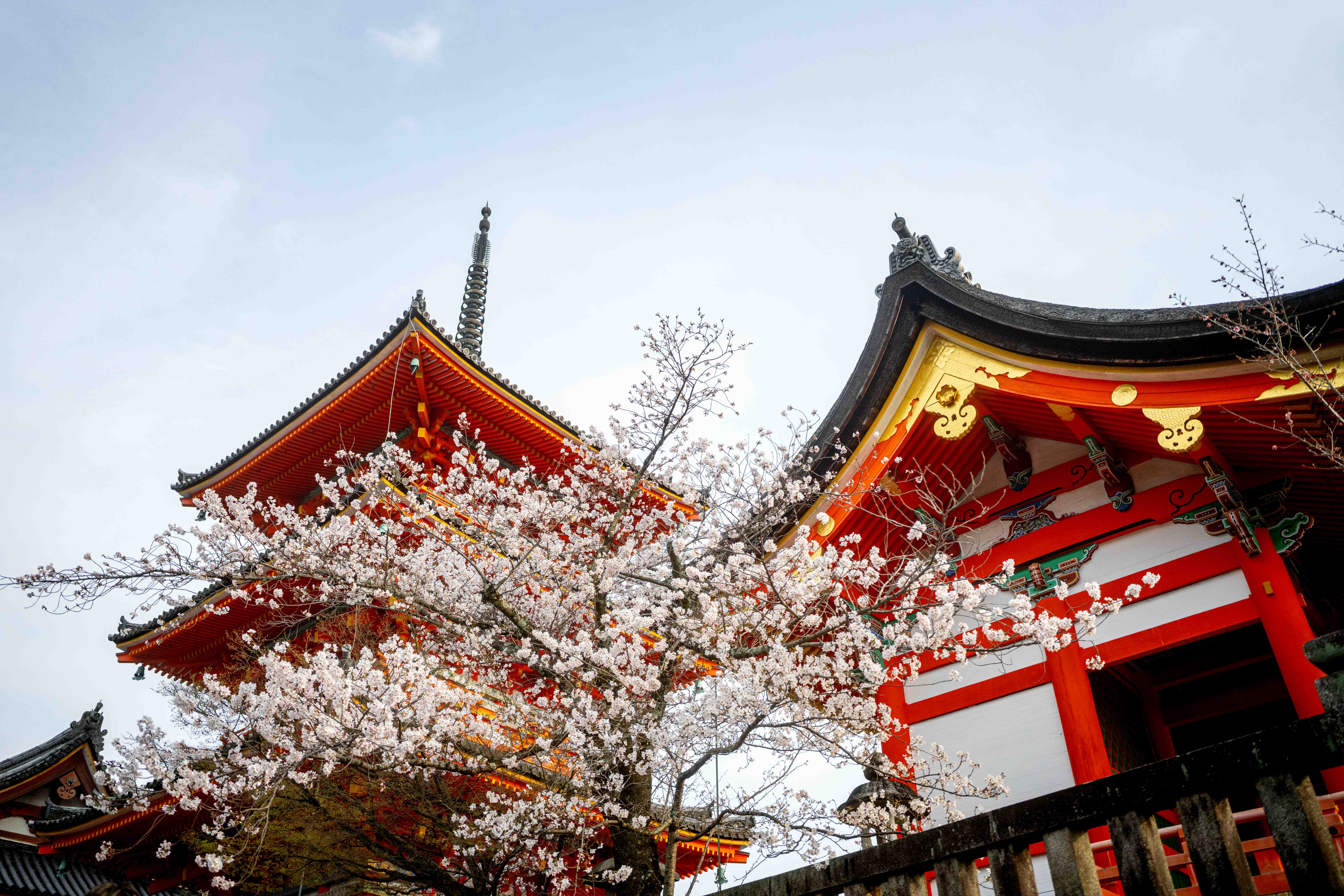 Photos from Tokyo and Kyoto, Japan, Spring 2026.