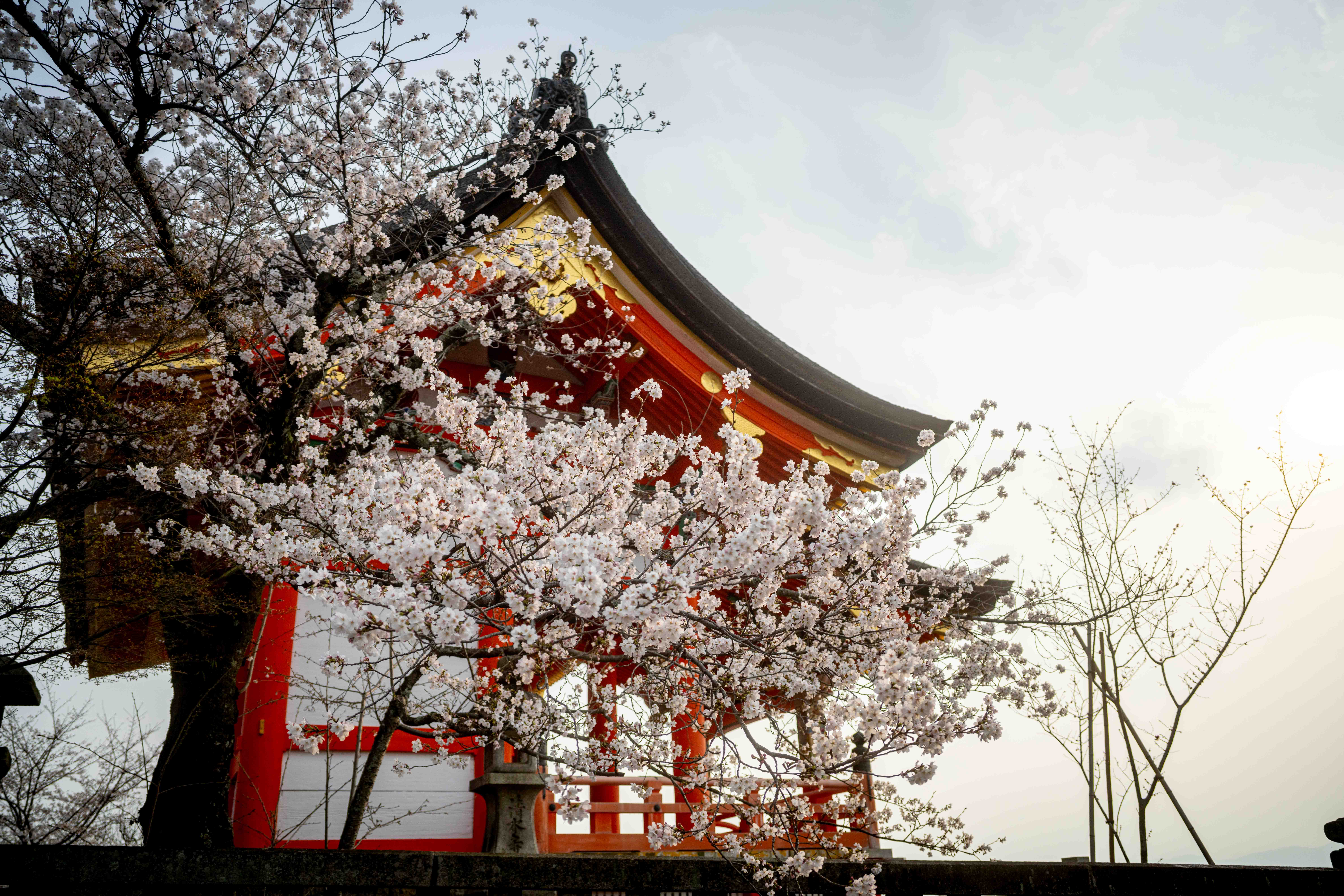 Photos from Tokyo and Kyoto, Japan, Spring 2026.