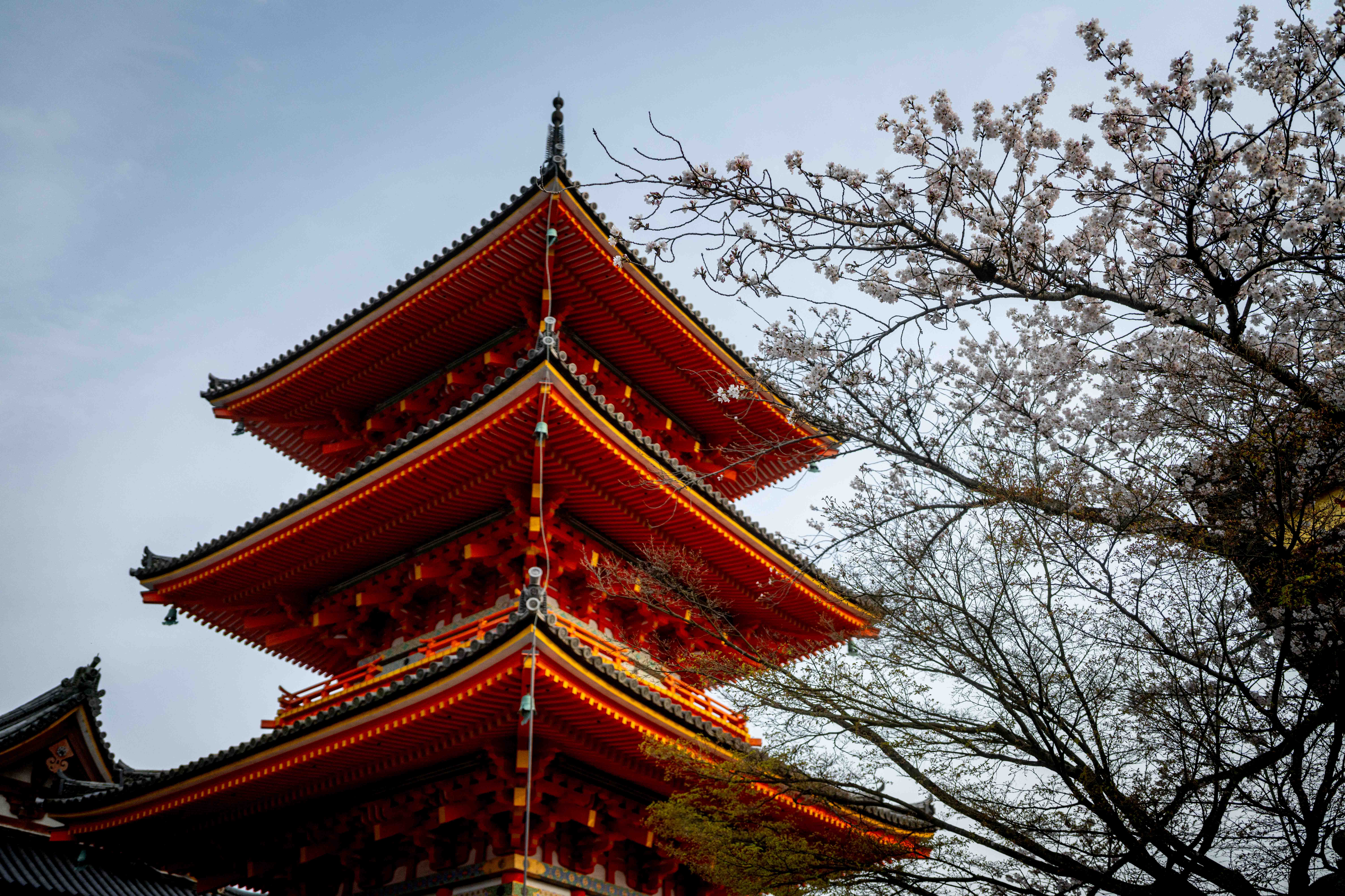 Photos from Tokyo and Kyoto, Japan, Spring 2026.