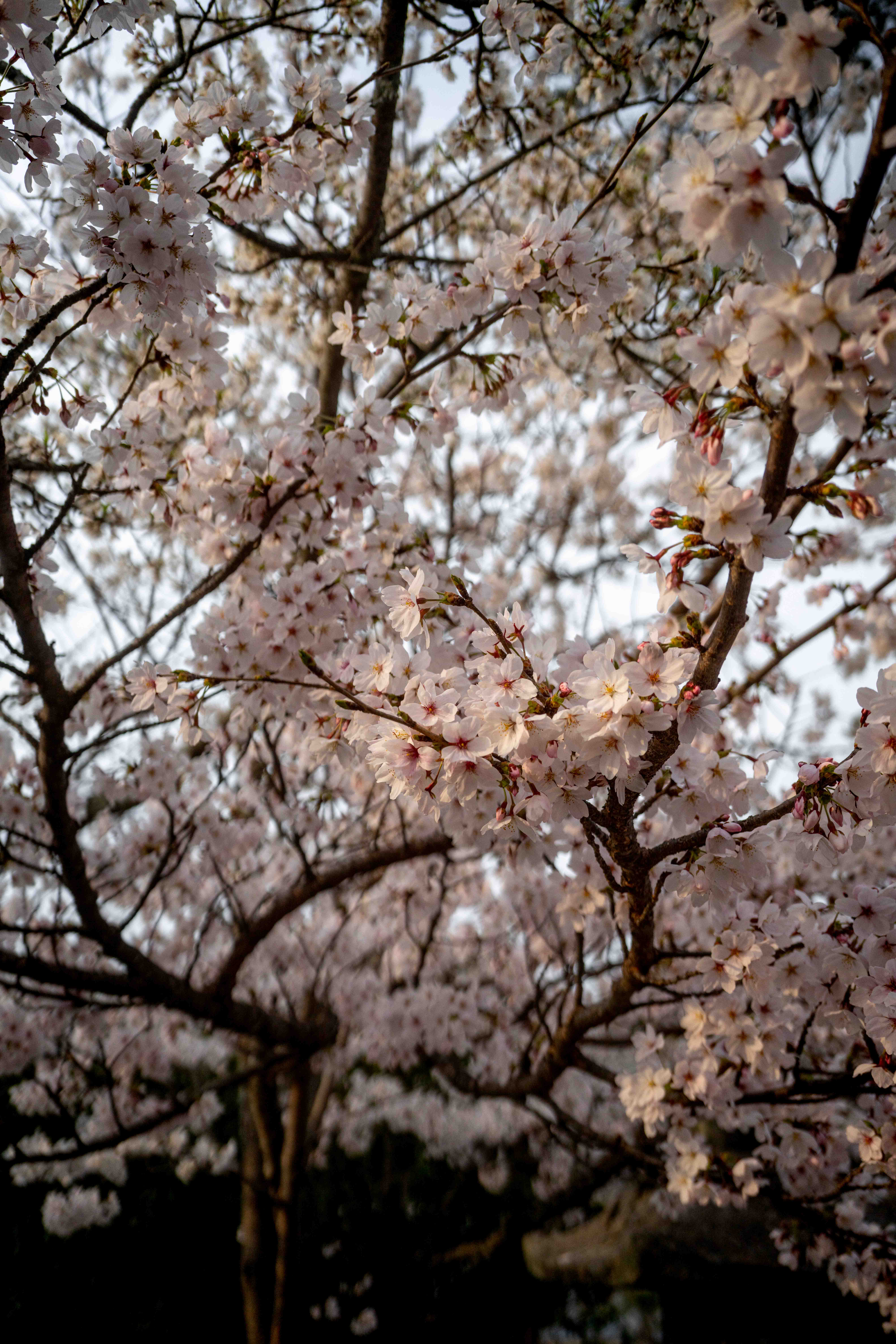 Photos from Tokyo and Kyoto, Japan, Spring 2026.