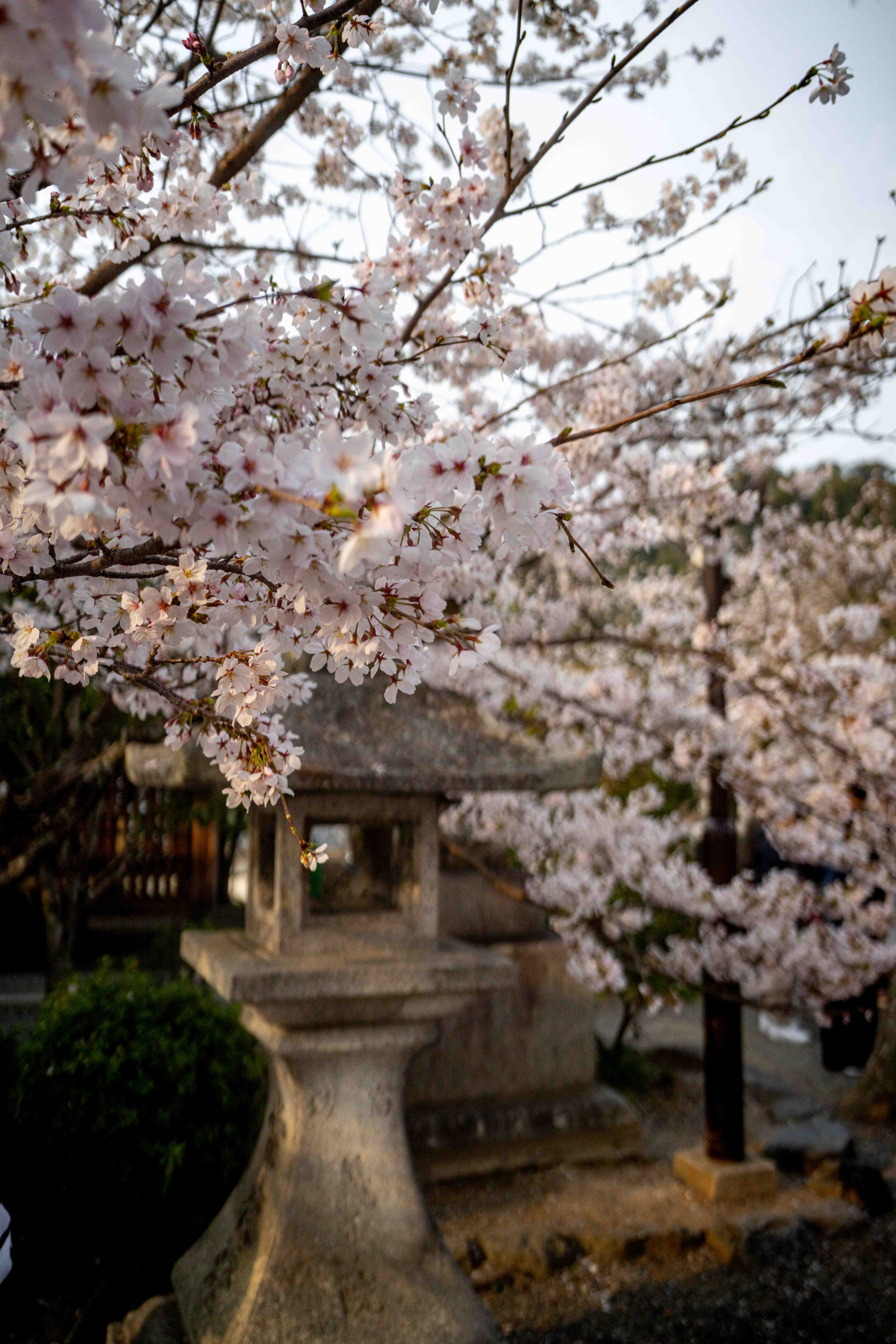 Photos from Tokyo and Kyoto, Japan, Spring 2026.