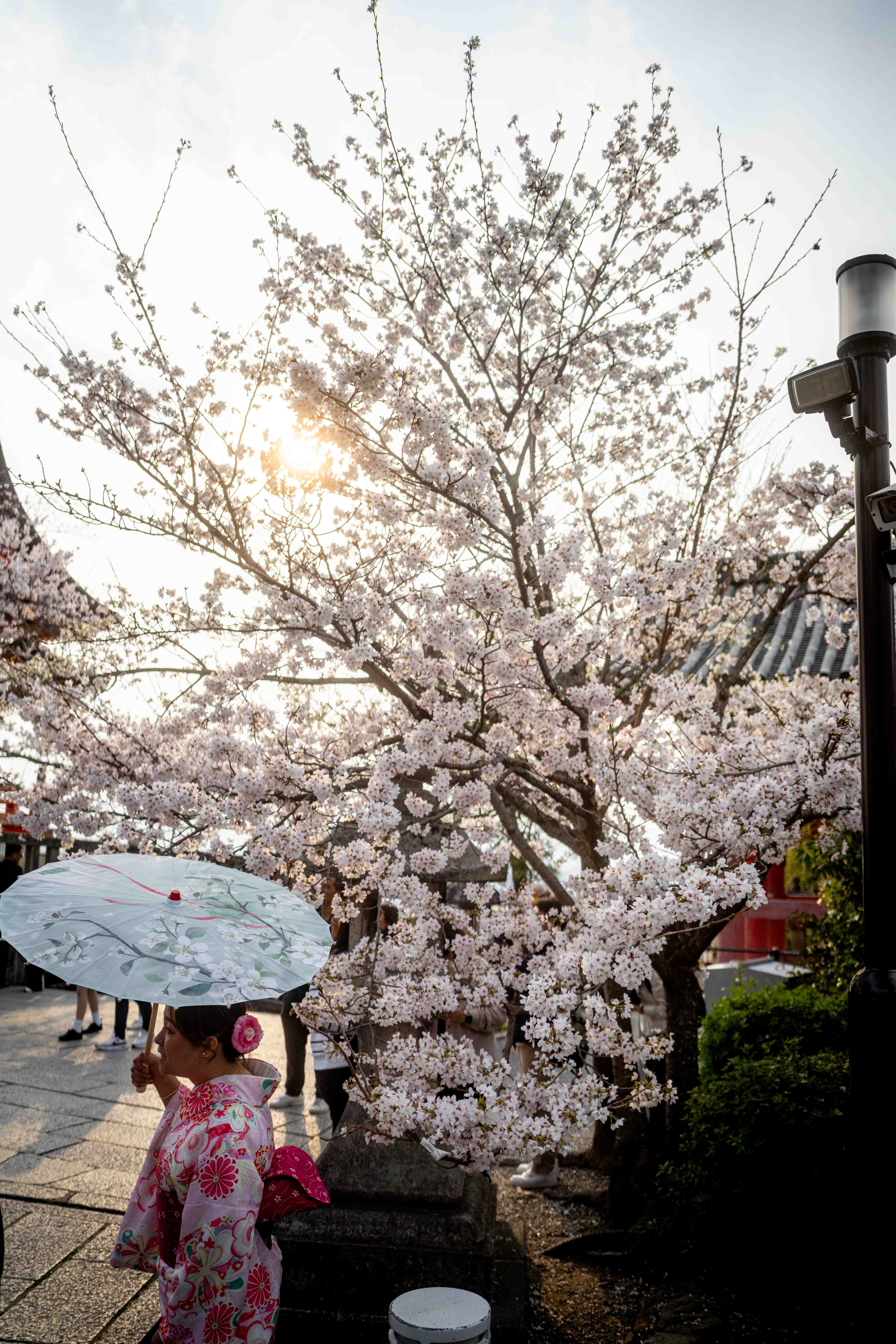 Photos from Tokyo and Kyoto, Japan, Spring 2026.