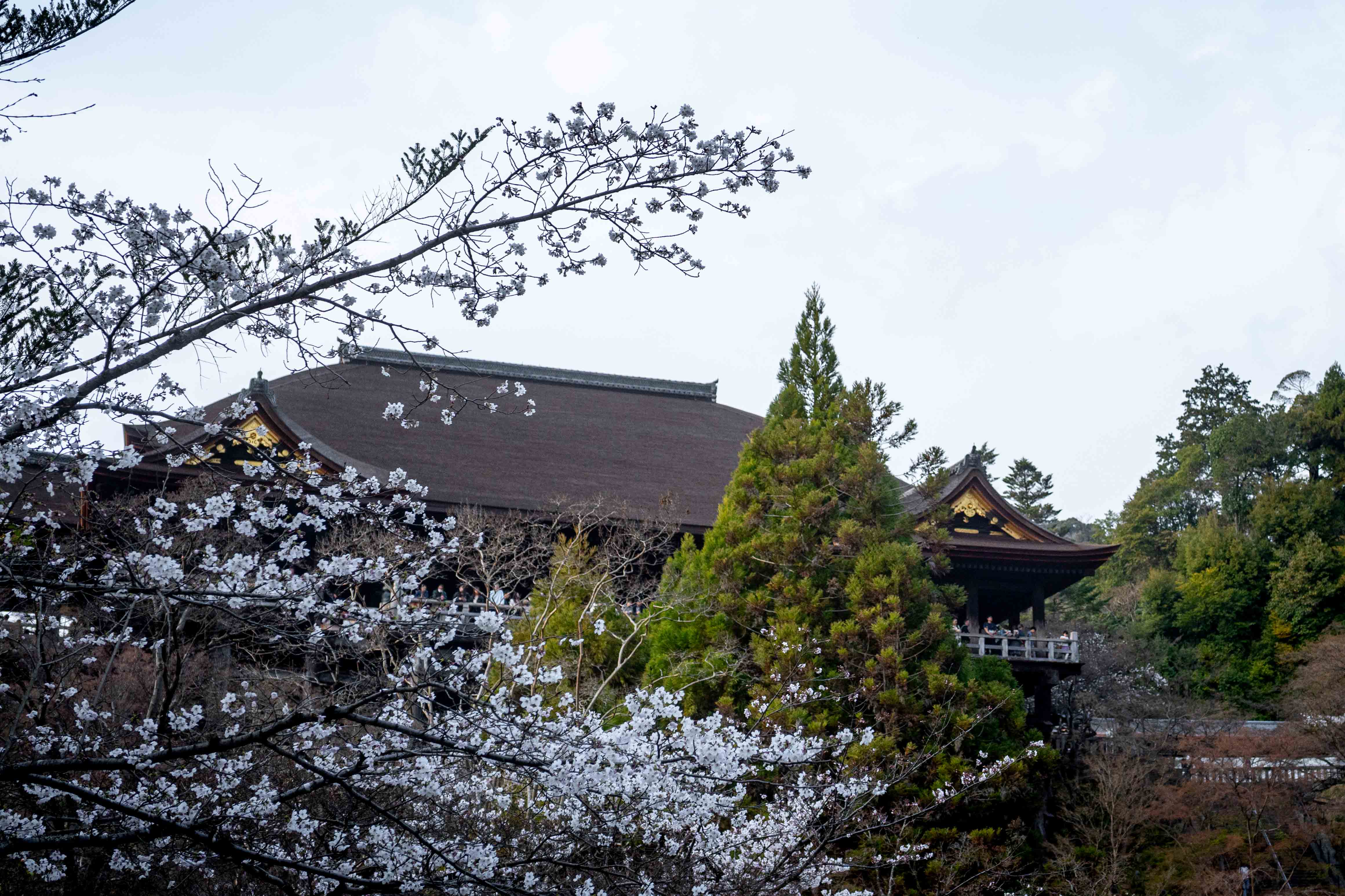 Photos from Tokyo and Kyoto, Japan, Spring 2026.