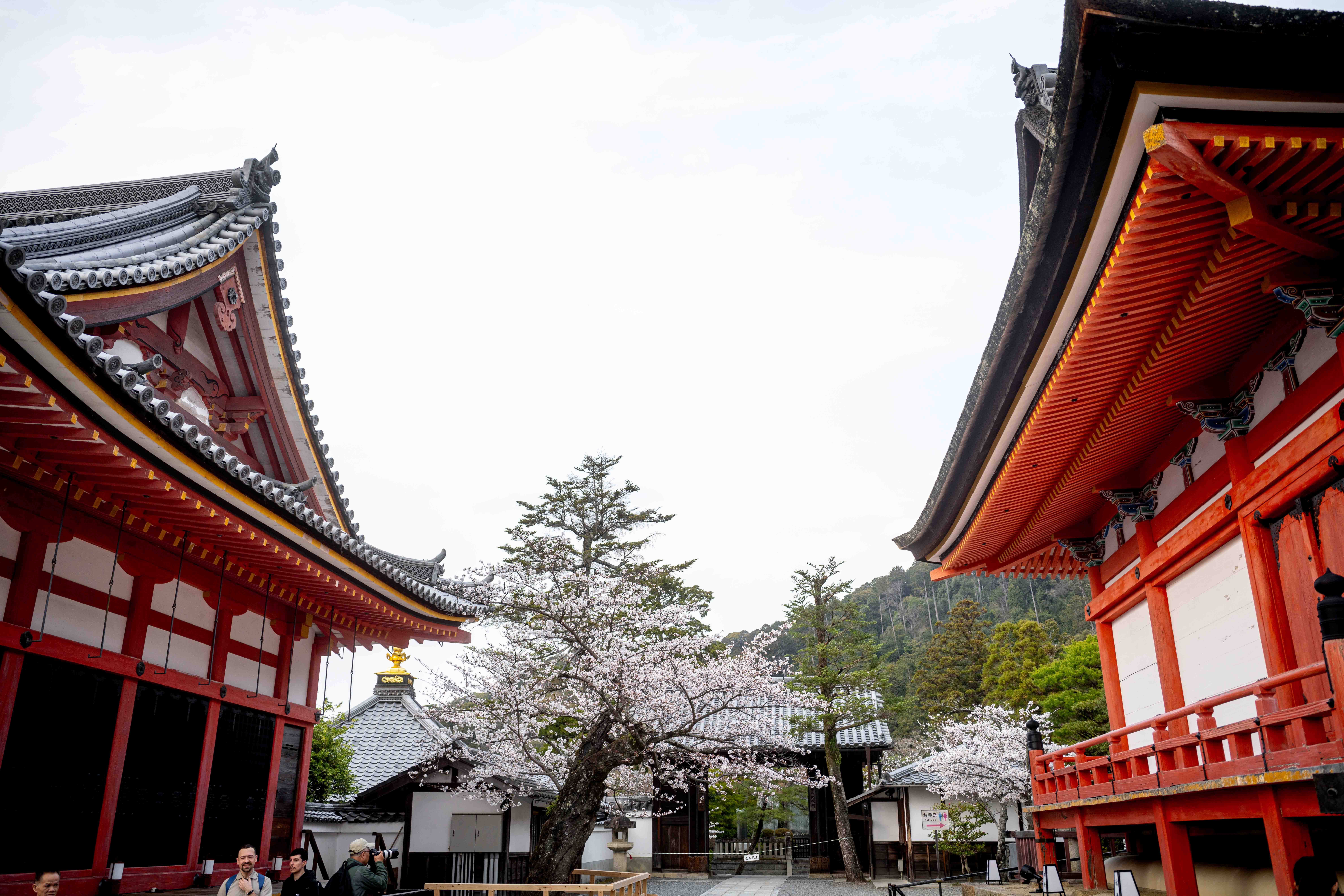 Photos from Tokyo and Kyoto, Japan, Spring 2026.